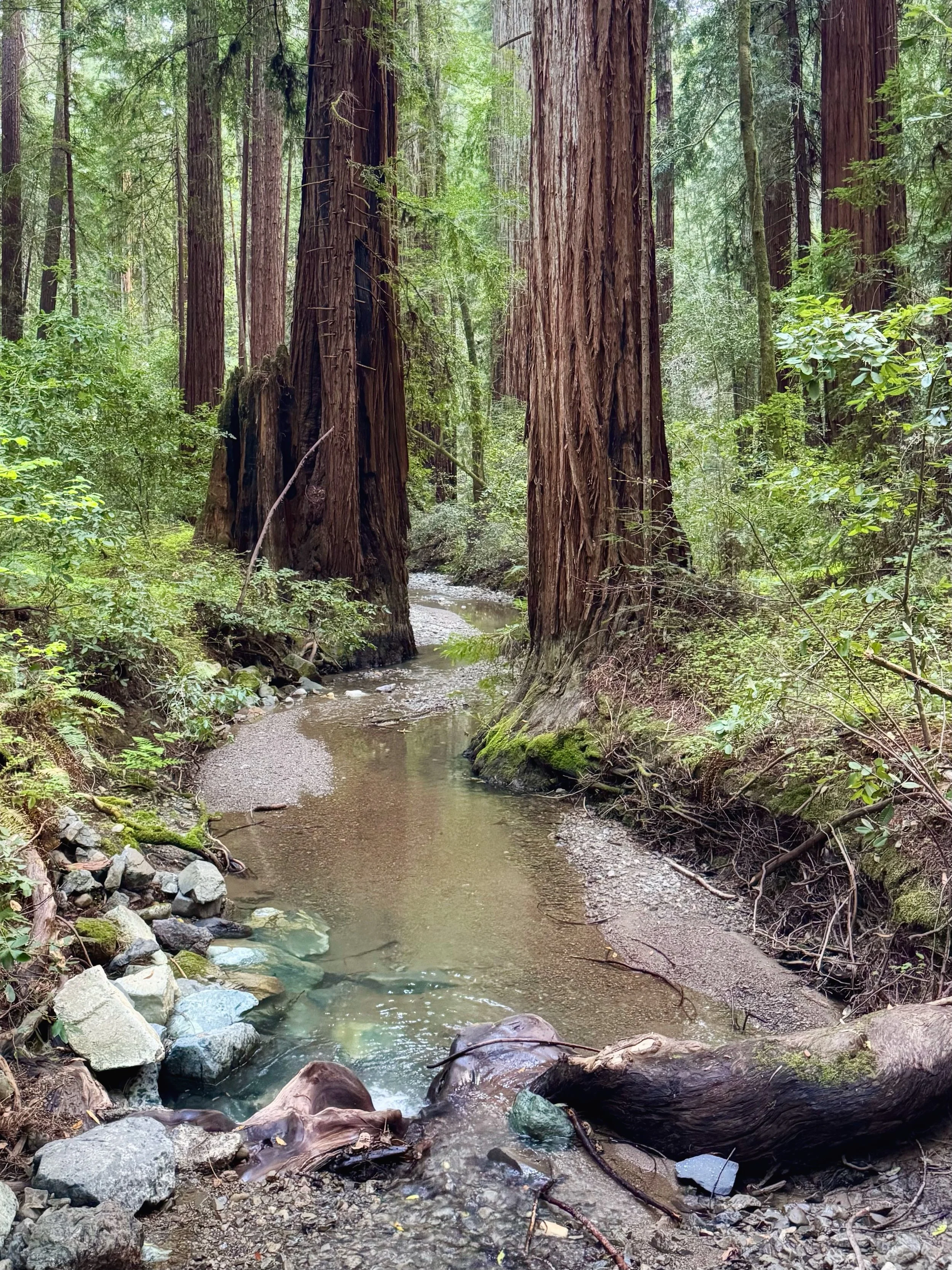 Armstrong Woods, image of creek and tall redwood trees
