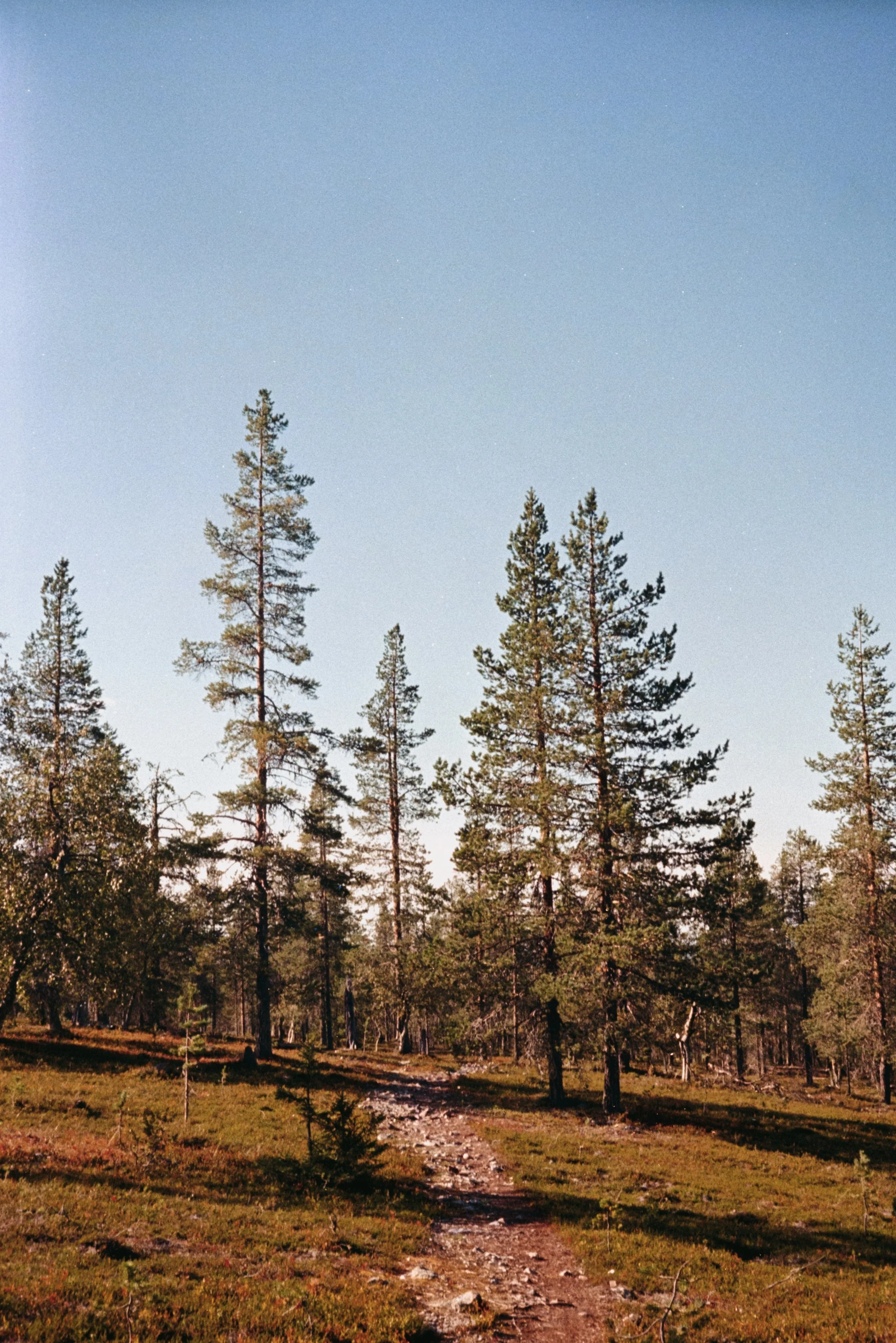 Pallas-Yllästunturi National Park, Finland - Analog, 2024