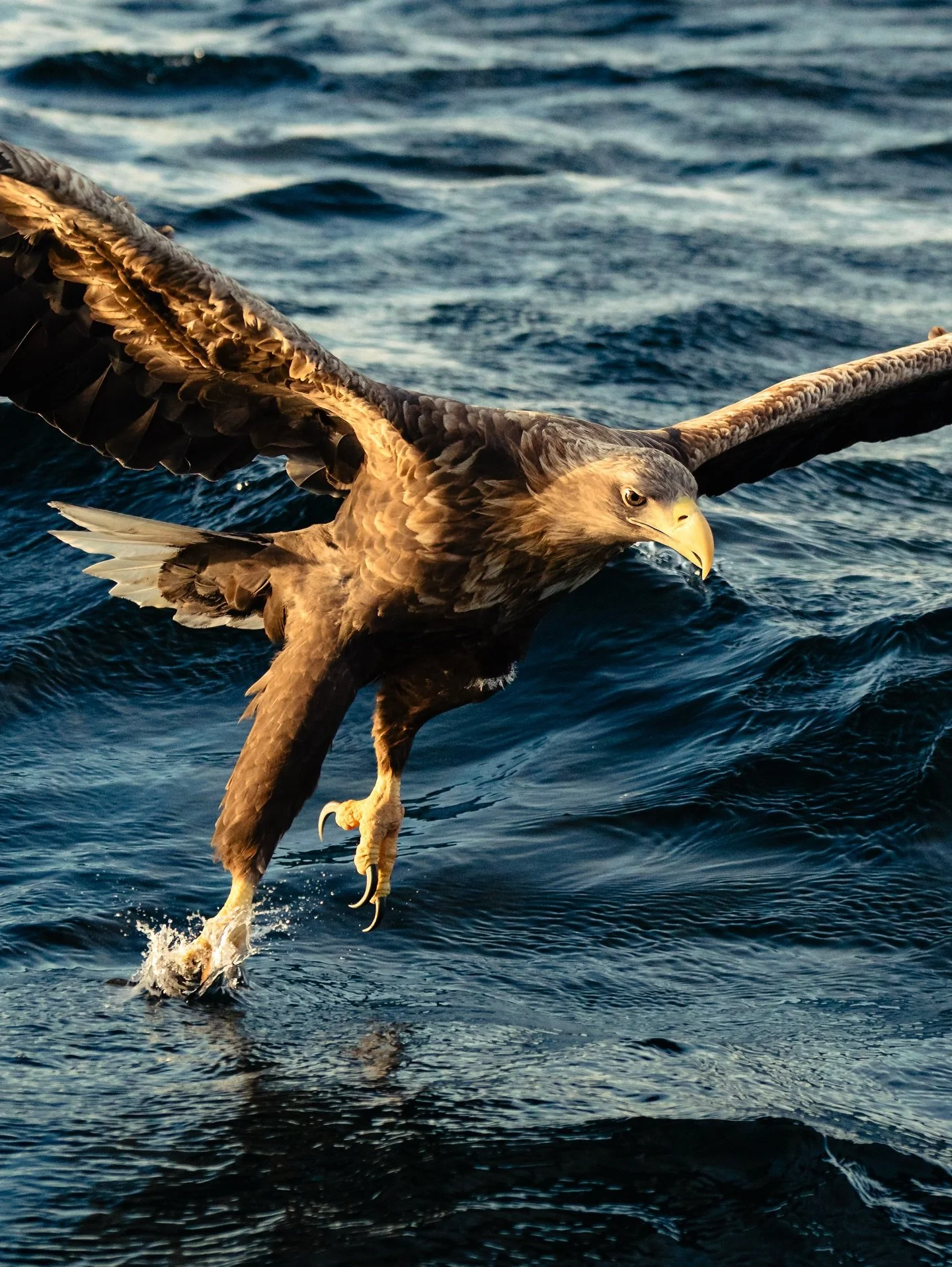 -
Land of the White-Tailed Eagle 🦅🇳🇴
-
With a wingspan stretching up to 2,5 m, the White-tailed Eagle is Europe&rsquo;s largest bird of prey, and the rugged fjords of Northern Norway are its kingdom. 🌊

The waters around Trollfjorden &amp; Svolv&