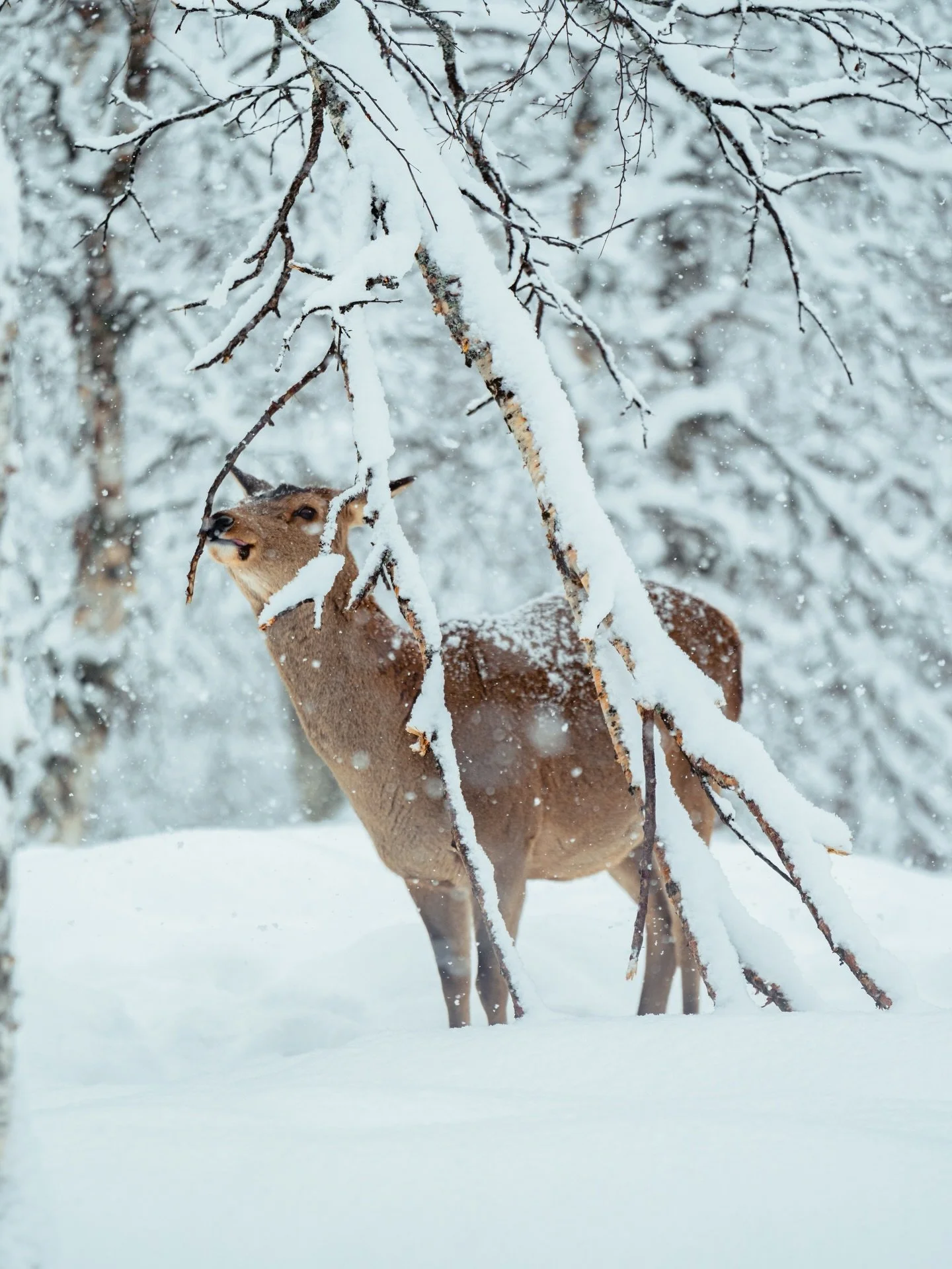 -
Glimpse into the Polar Park 🇳🇴
-
On our way from the Lofoten to Troms&oslash; Airport, we had a tight 30 min window to visit the @polarpark - absolutely worth it! 😍  Had this place on my bucket list for years and I certainly learned two things:
