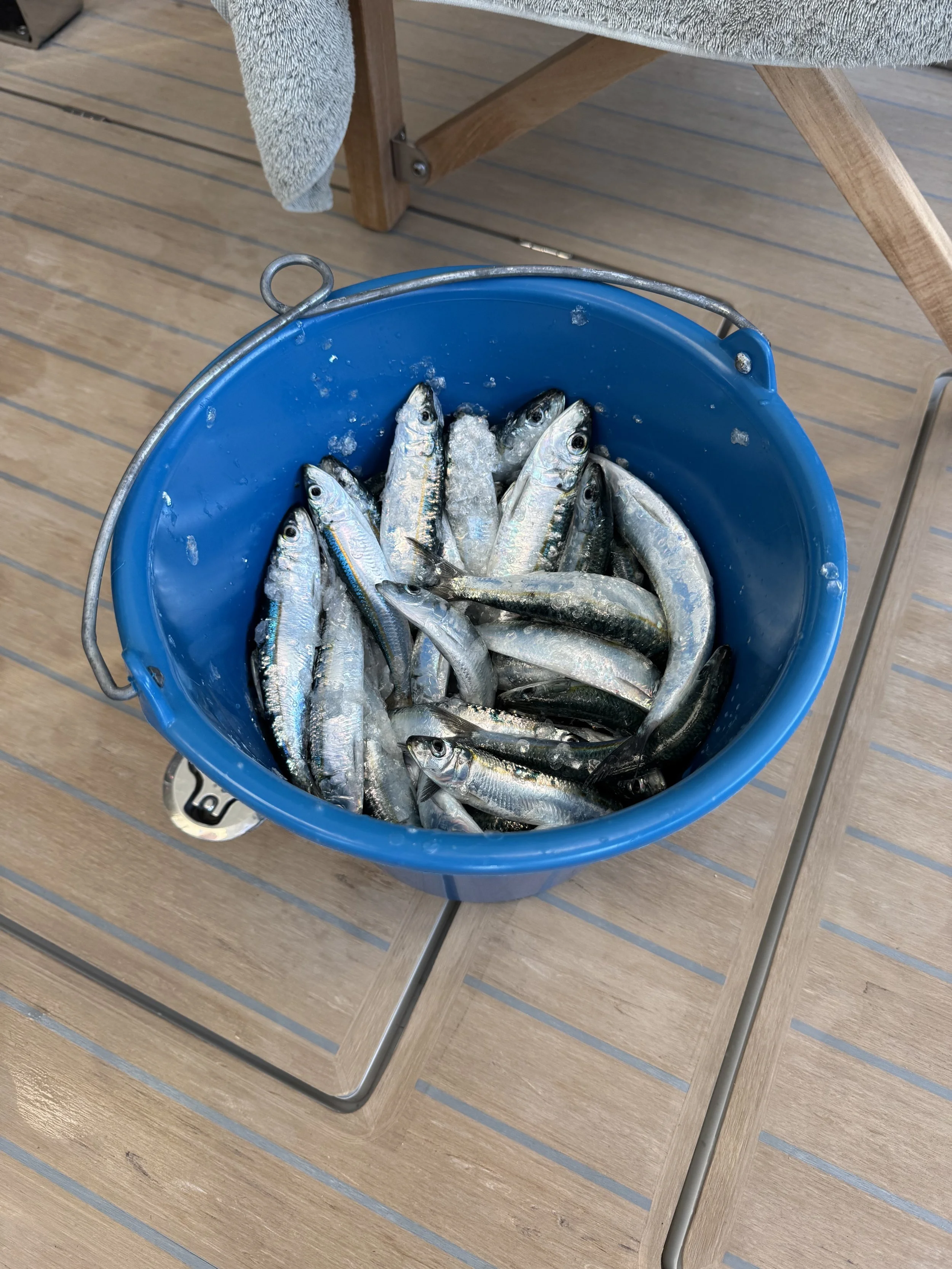 Bucket of Sardines - 23.jpeg