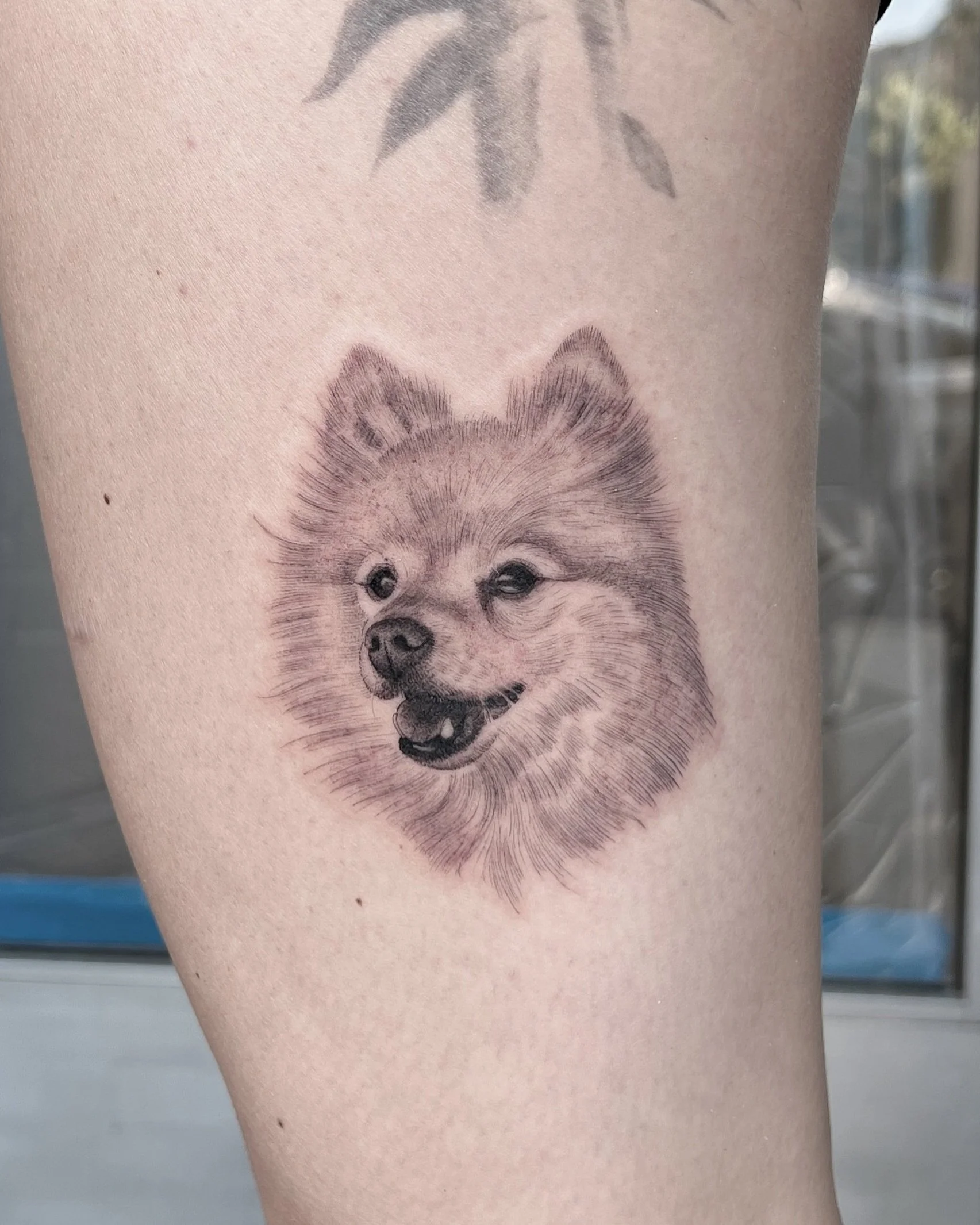 tyler_borich_pomeranian_dog_portrait_tattoo.jpg