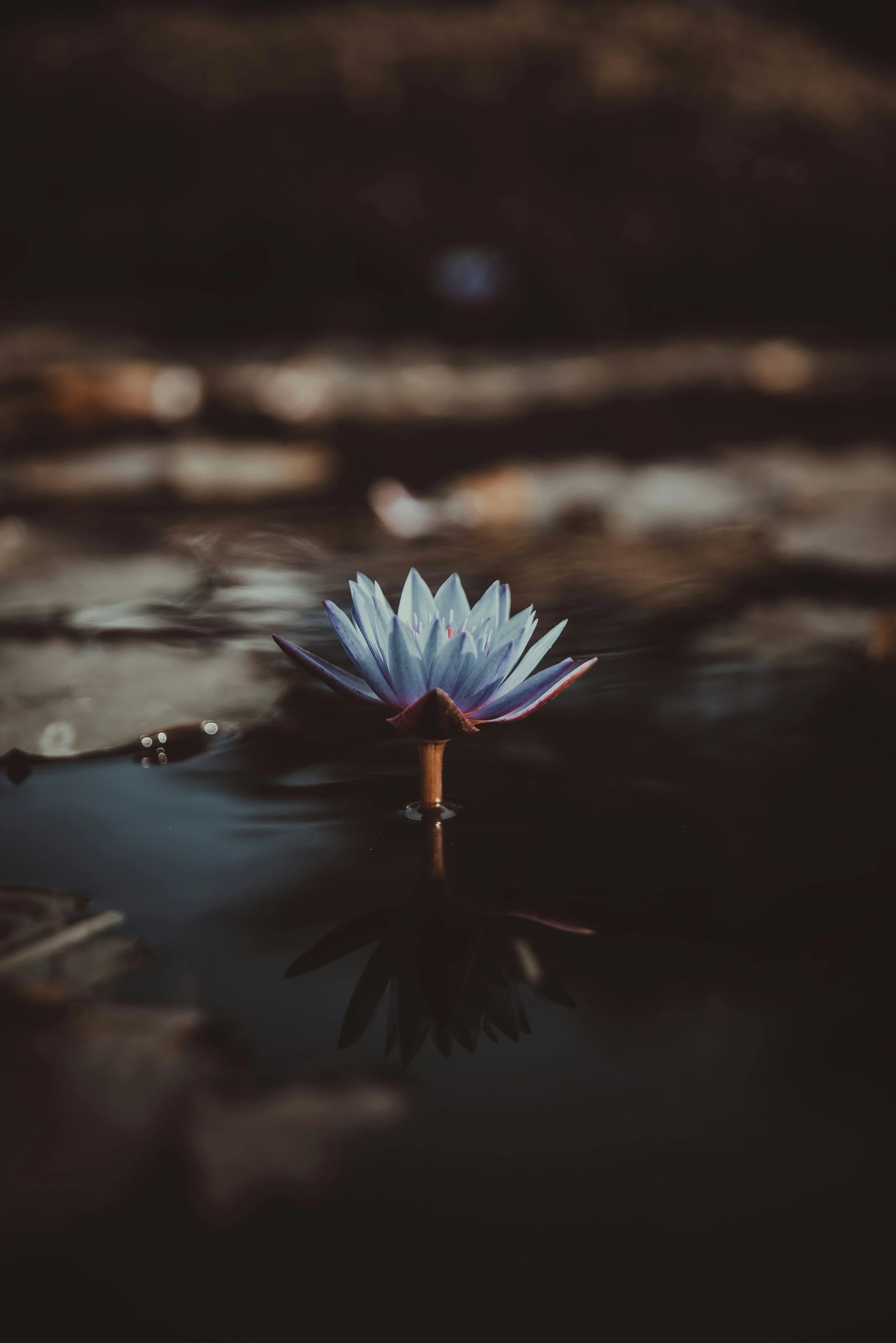 Peace is the Way: A Journaling Workshop to Transform Suffering (July 6th-August 3rd)