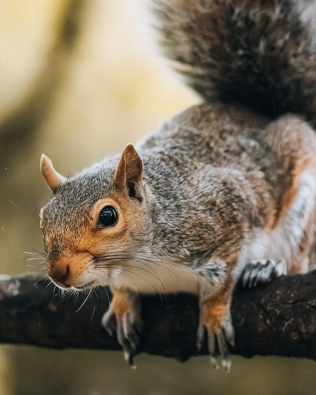 🐿️✨ With only 5% battery left on my camera, I somehow managed to catch these shots &mdash; just in time. This little squirrel was full of energy, darting through the trees like it knew it was my last chance.

Sometimes the best photos come right bef
