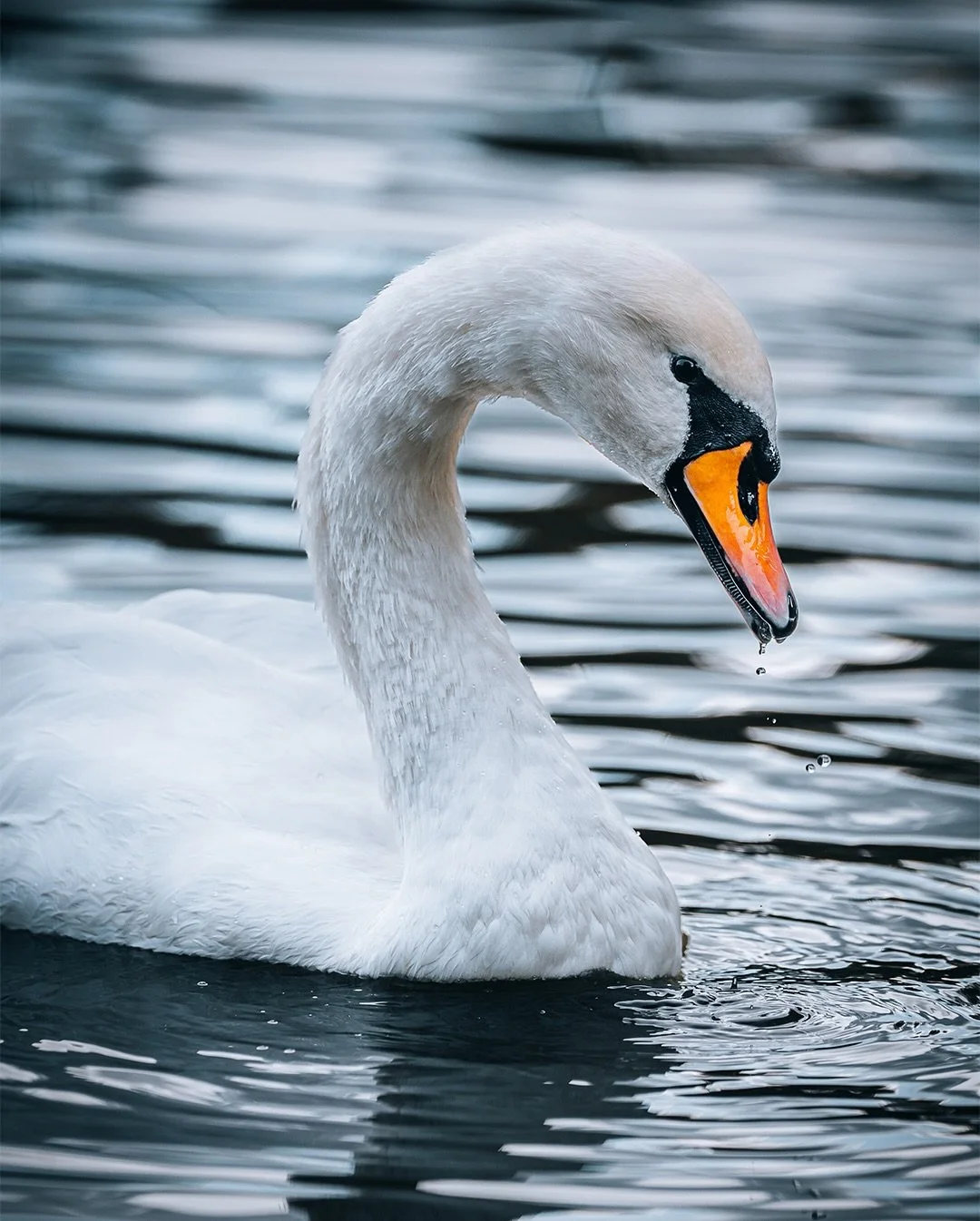 🍂✨ October by the lake &mdash; calm waters, soft light, and the quiet company of swans, seagulls, and ducks drifting through the mist.

There&rsquo;s something about this time of year &mdash; the stillness, the reflections, and the golden tones &mda