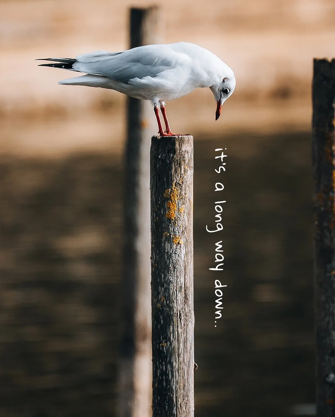 🐦 Sometimes it&rsquo;s better to just enjoy the view from above.
This little bird sat for ages, looking down like he was deciding whether to take the leap or just stay put. In the end&hellip; I think he made the right choice. 📸

Captured on @canonu