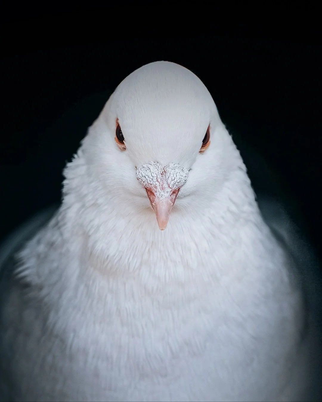 🕊️ Not your average dove.

Such a peaceful, gentle creature &mdash; but caught from a different angle, it suddenly feels intense&hellip; almost menacing. It&rsquo;s a reminder that perspective changes everything. 📸

Sometimes the smallest shift beh