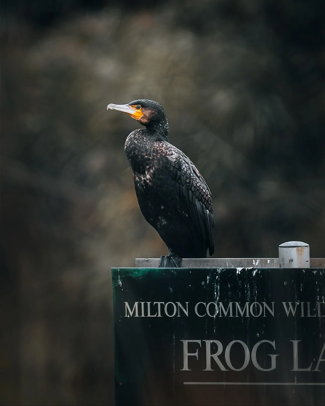🐦 Caught this cormorant at the nature reserve &mdash; sitting quietly in the distance one moment, then suddenly taking off across the water the next.

I had to move fast to capture it &mdash; moments like these disappear in seconds, but that&rsquo;s