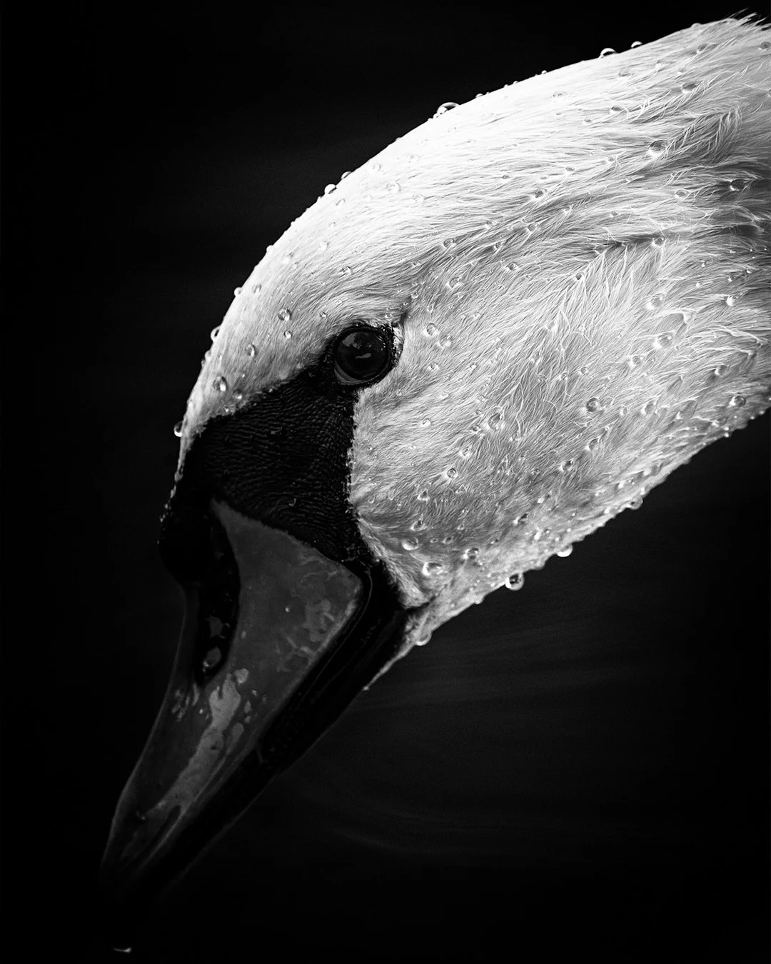 🦢 There&rsquo;s something timeless about swans &mdash; calm, elegant, and effortlessly commanding attention.

The black and white tones bring out every ripple, every feather, every subtle detail you might miss in colour. Sometimes simplicity reveals