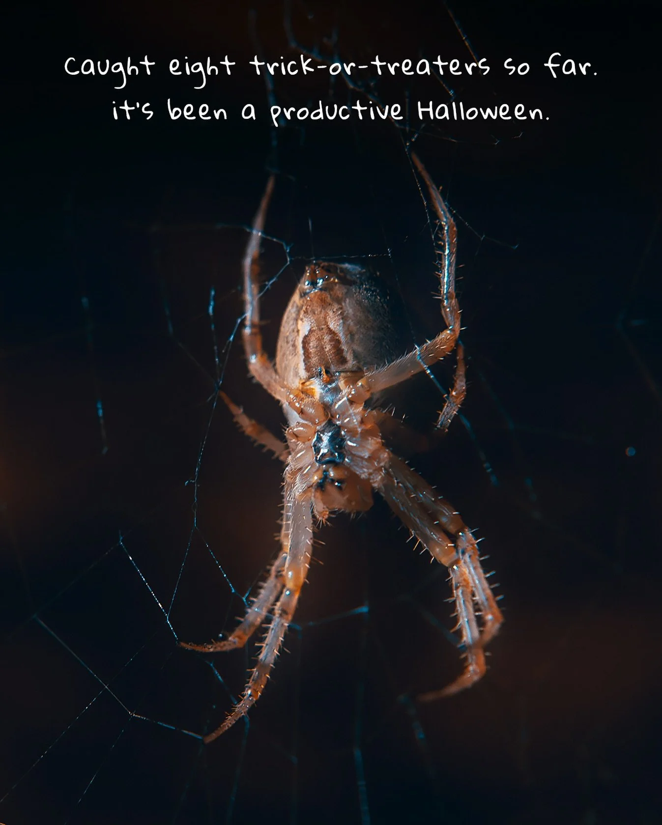 🕷️ Caught eight trick-or-treaters so far&hellip; it&rsquo;s been a productive Halloween. 🎃

Spotted this little guy just in time for spooky season &mdash; thought he deserved his moment in the spotlight 👀

Happy Halloween everyone! Hope your night