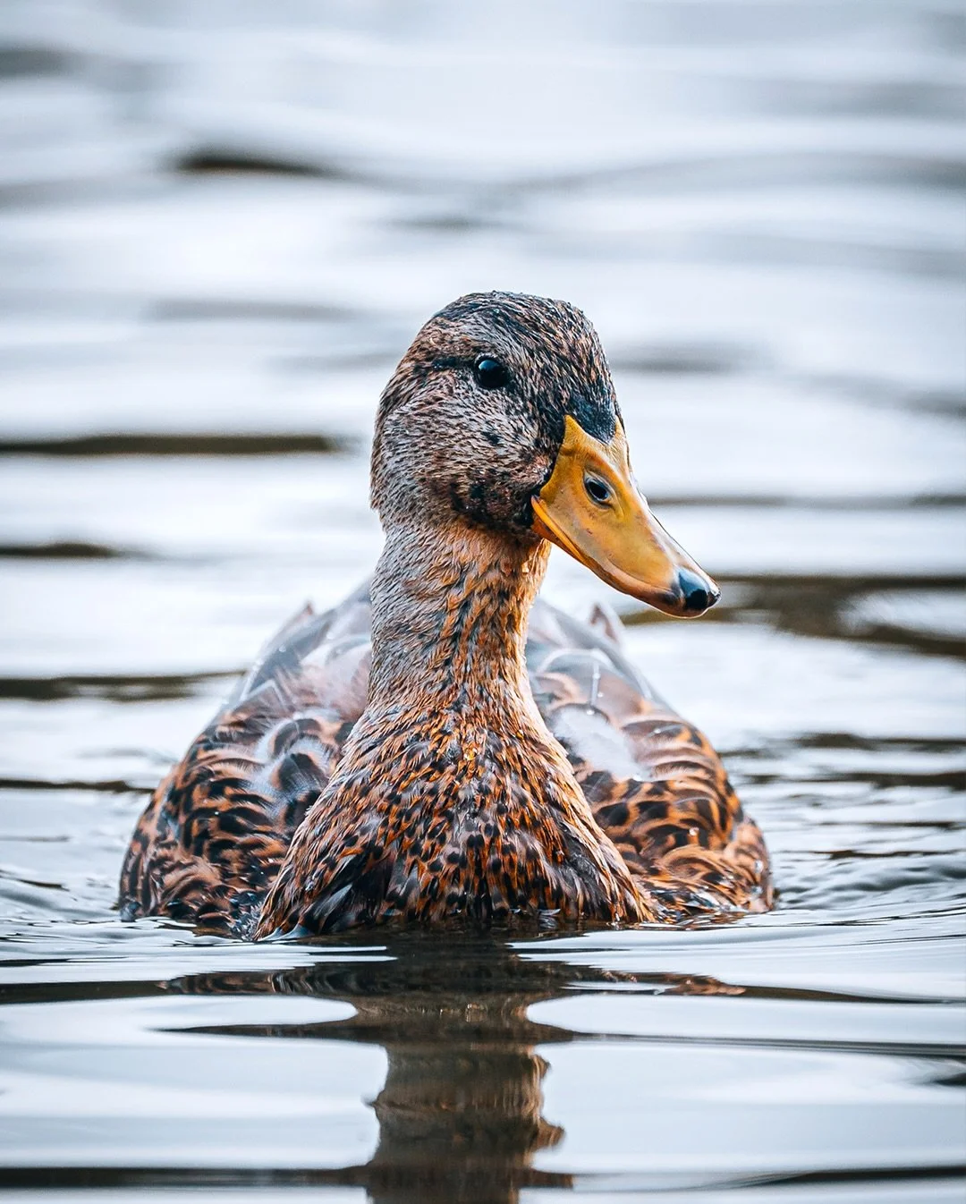 🦆 A quiet stroll around Baffins Pond.
Just a slow walk, a camera in hand, and the everyday wildlife that&rsquo;s easy to overlook &mdash; ducks drifting by, swans gliding across the water, and a waterhen keeping to the reeds.

Moments like these are
