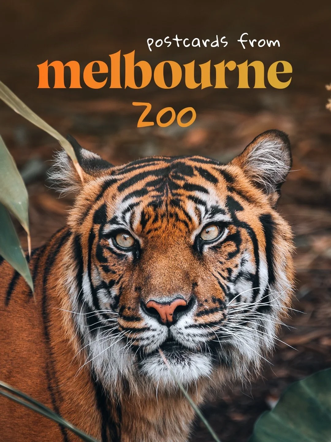 🦁 Postcards from Melbourne Zoo. 📸

A small collection of some of my favourite moments - from the power and beauty of the tigers and lions to the playful details you don&rsquo;t always expect, like a monkey casually strolling across a rope using jus