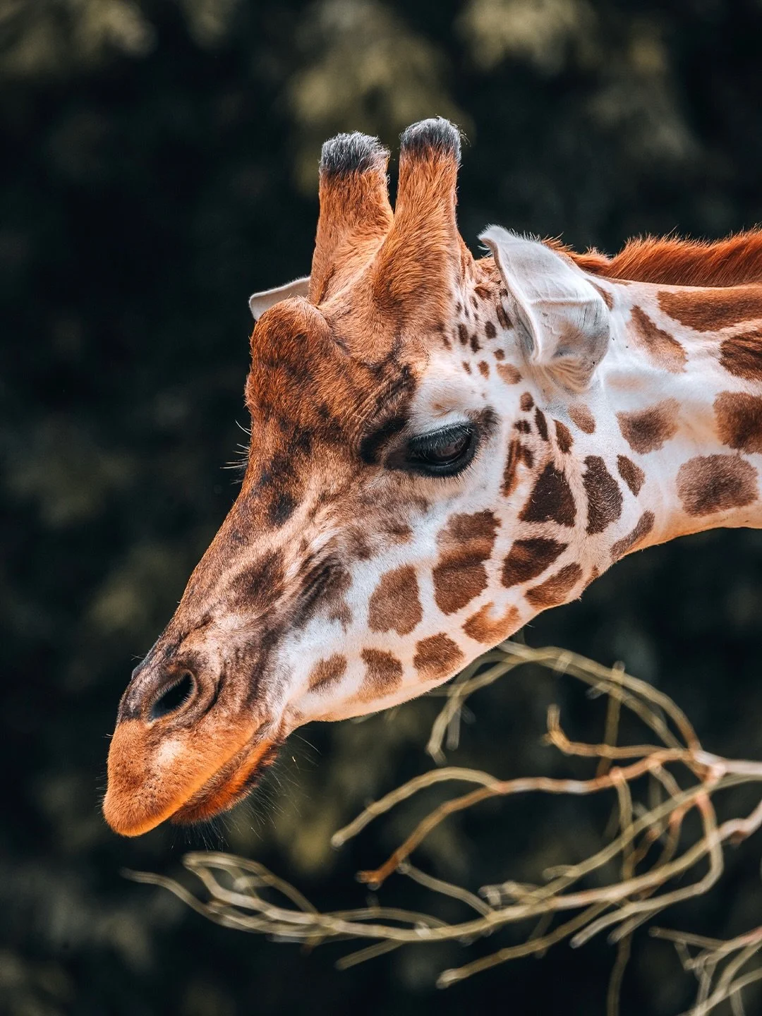 🦒 Grace in every movement.

Watching these giraffes move through their space was something special &mdash; calm, curious, and incredibly elegant. Every angle felt photogenic, every moment unhurried.

Capturing details like their expressions, pattern