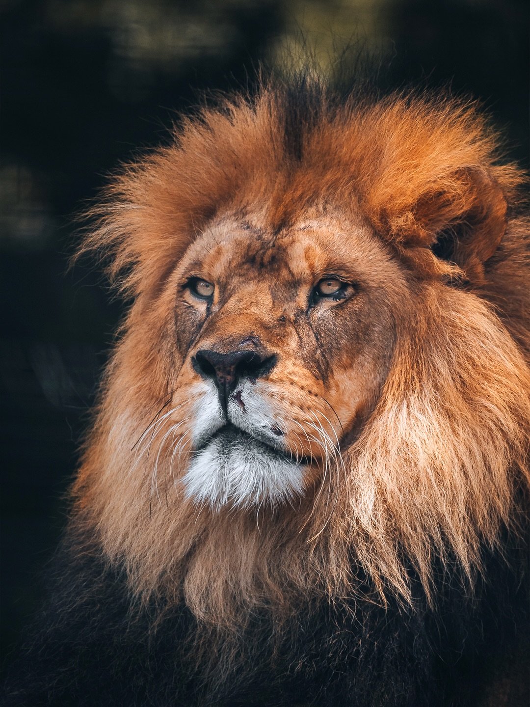🦁 You must take your place in the circle of life.

Captured this incredible lion at Melbourne Zoo - calm, powerful, and completely commanding attention. There&rsquo;s something about lions that makes you stop and watch longer.. the posture, the gaze