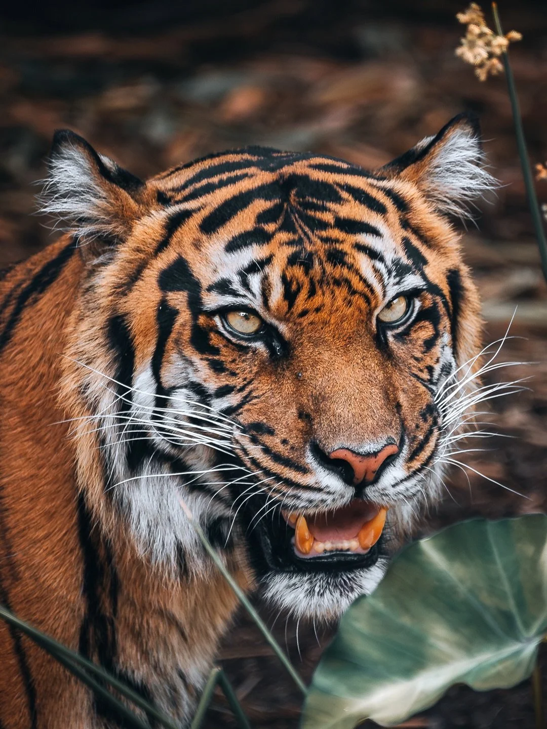 🐅 Power, patience, and perfect camouflage.

Captured this incredible tiger at Melbourne Zoo, moving effortlessly through the long grass as the sunlight caught its markings. Watching how seamlessly it blends into its surroundings really shows just ho