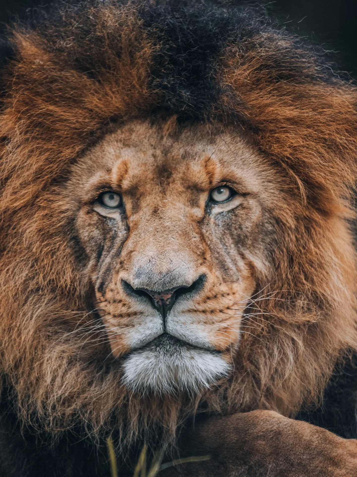 🦁 Safari moments at Werribee Open Range. 

Lions resting in the grass, cheetahs locked in focus, zebras moving in rhythm, and elephants carrying that quiet power &mdash; it felt like stepping into another world without leaving Melbourne.

There&rsqu