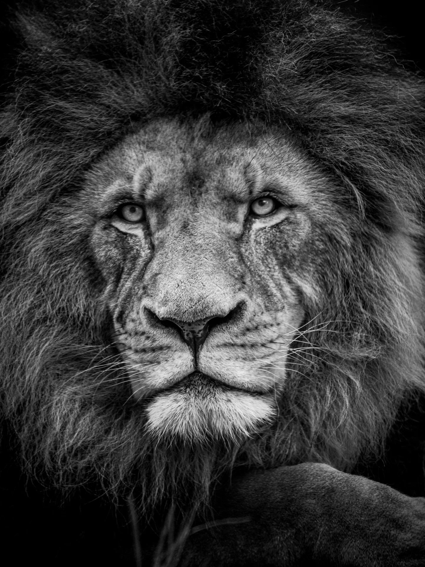 🖤 Power in every detail.

Stripped back to black and white, the focus shifts to what really matters.. texture, expression, and presence. Every line, every scar, every strand of his mane tells a story.

Captured at Werribee Open Range Safari, this mo