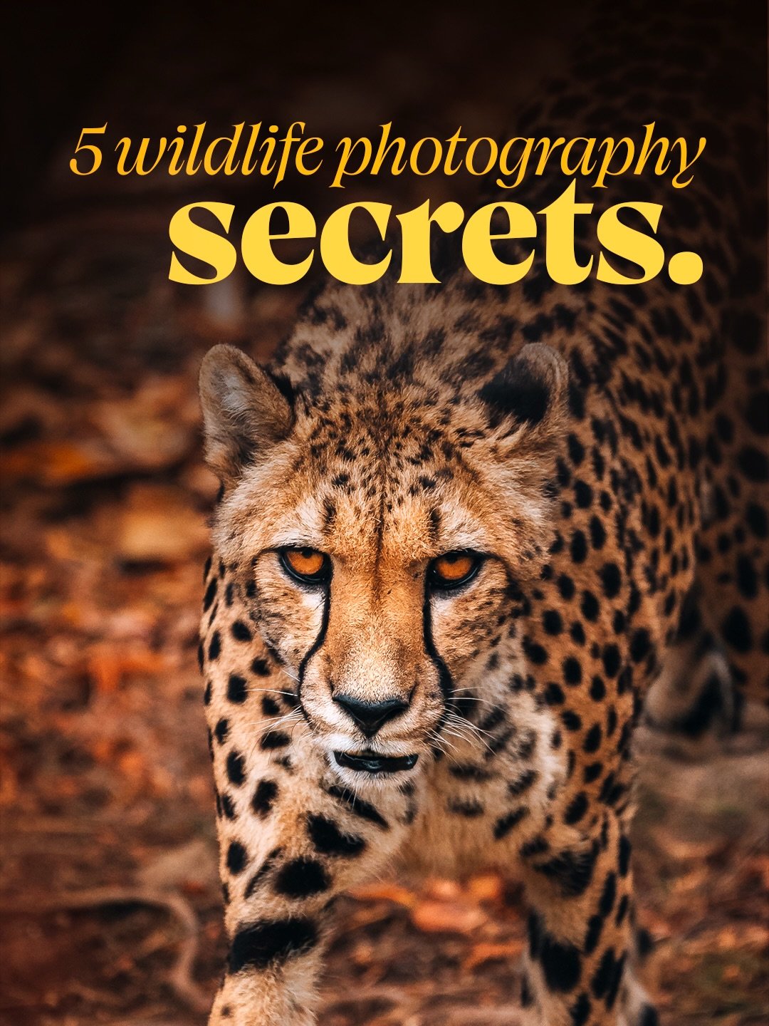 📸 5 Wildlife Photography Secrets 👇

Great wildlife photography isn&rsquo;t just about rare animals or expensive gear.. it&rsquo;s about light, patience, composition, and capturing emotion in the moment. Small changes like focusing on the eyes, simp
