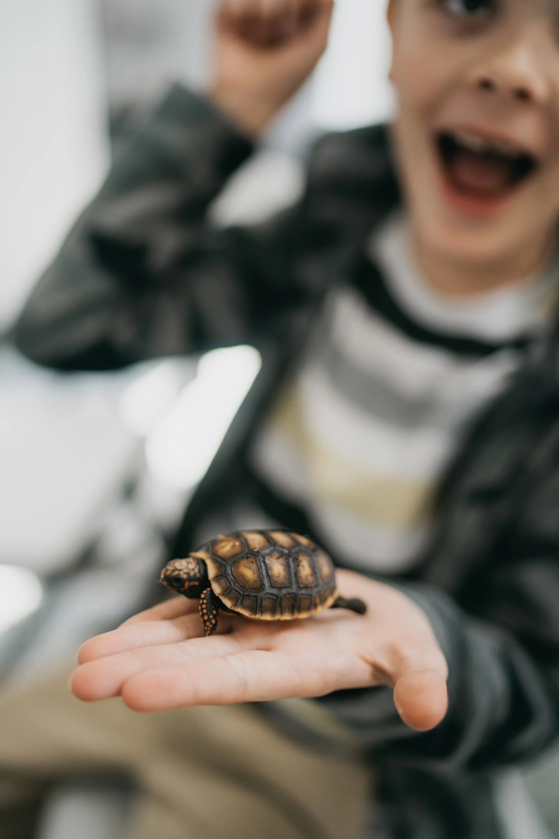 Learned about reptiles, met a tortoise, and created a habitat for her