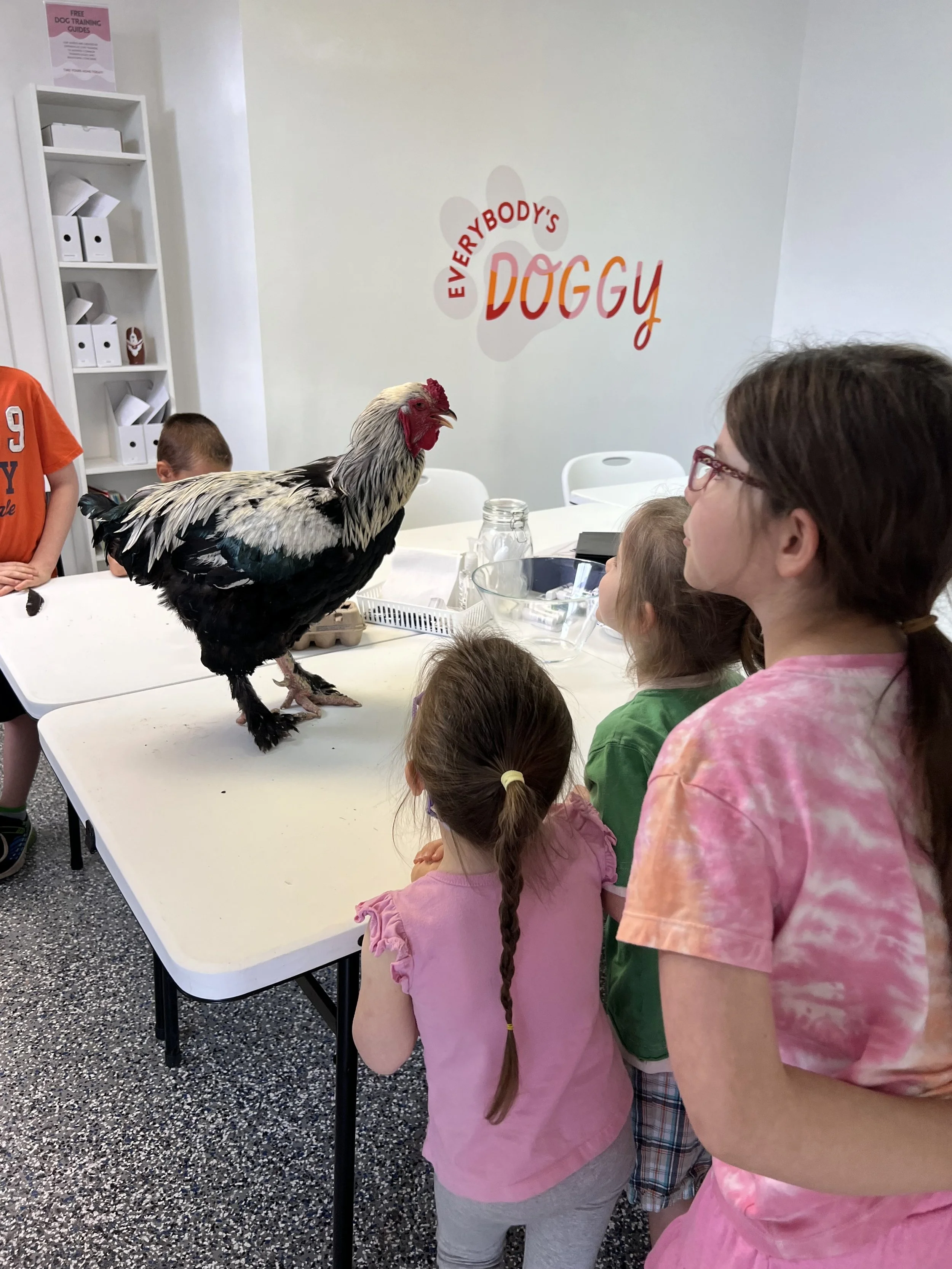 Drunken Duck Farm & Rescue shared information about their rescue, taught facts about animals on their rescue, and brought in roosters 