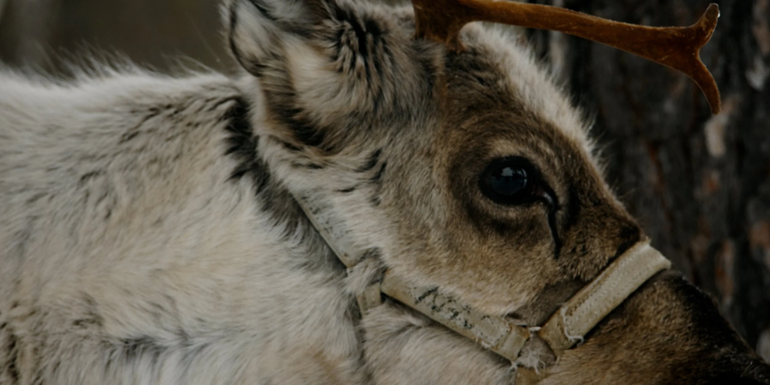 Red-Shaded Green Still image, close-up of a reindeer