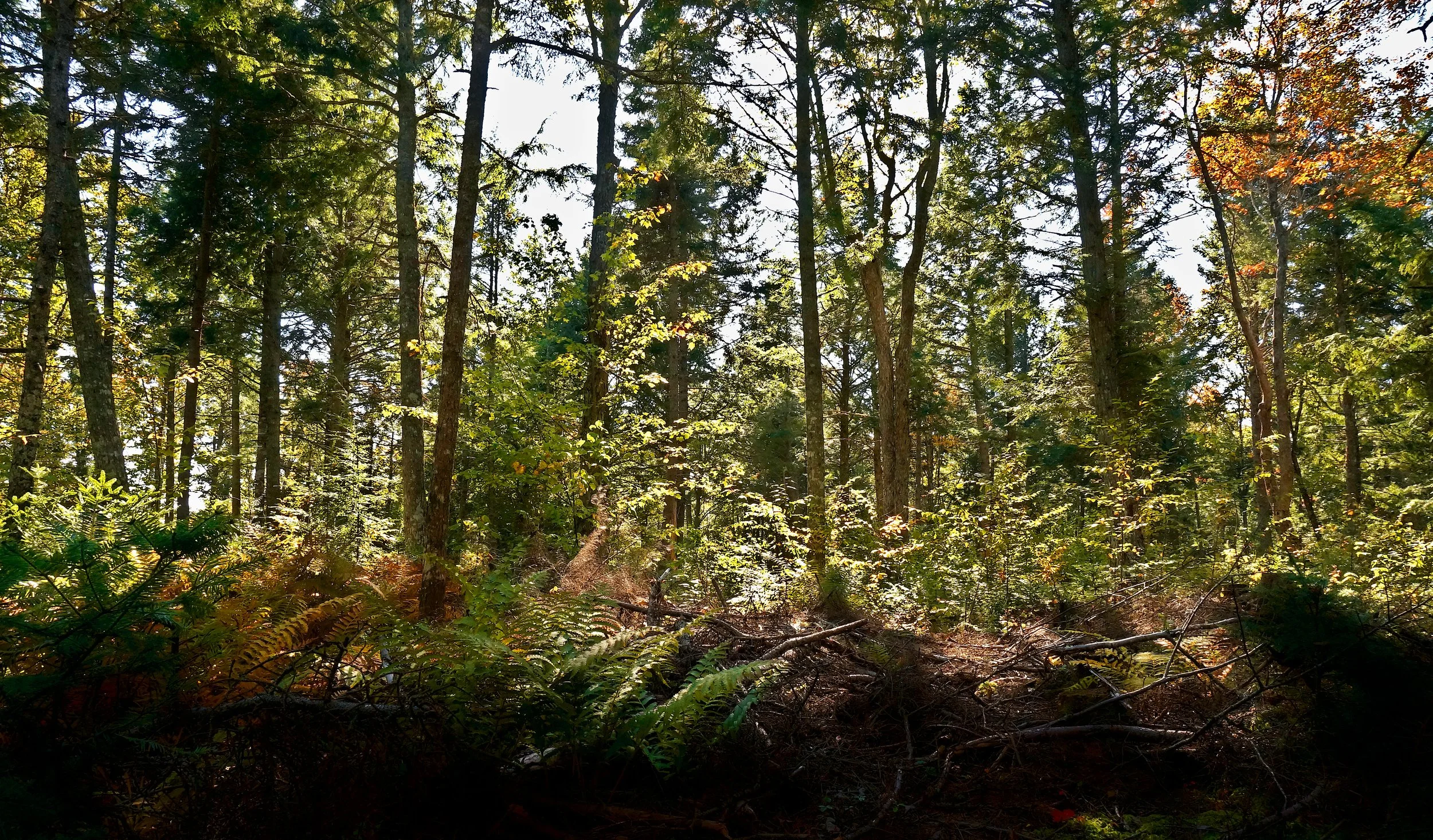 _DSC6947a_vertical structure.JPG