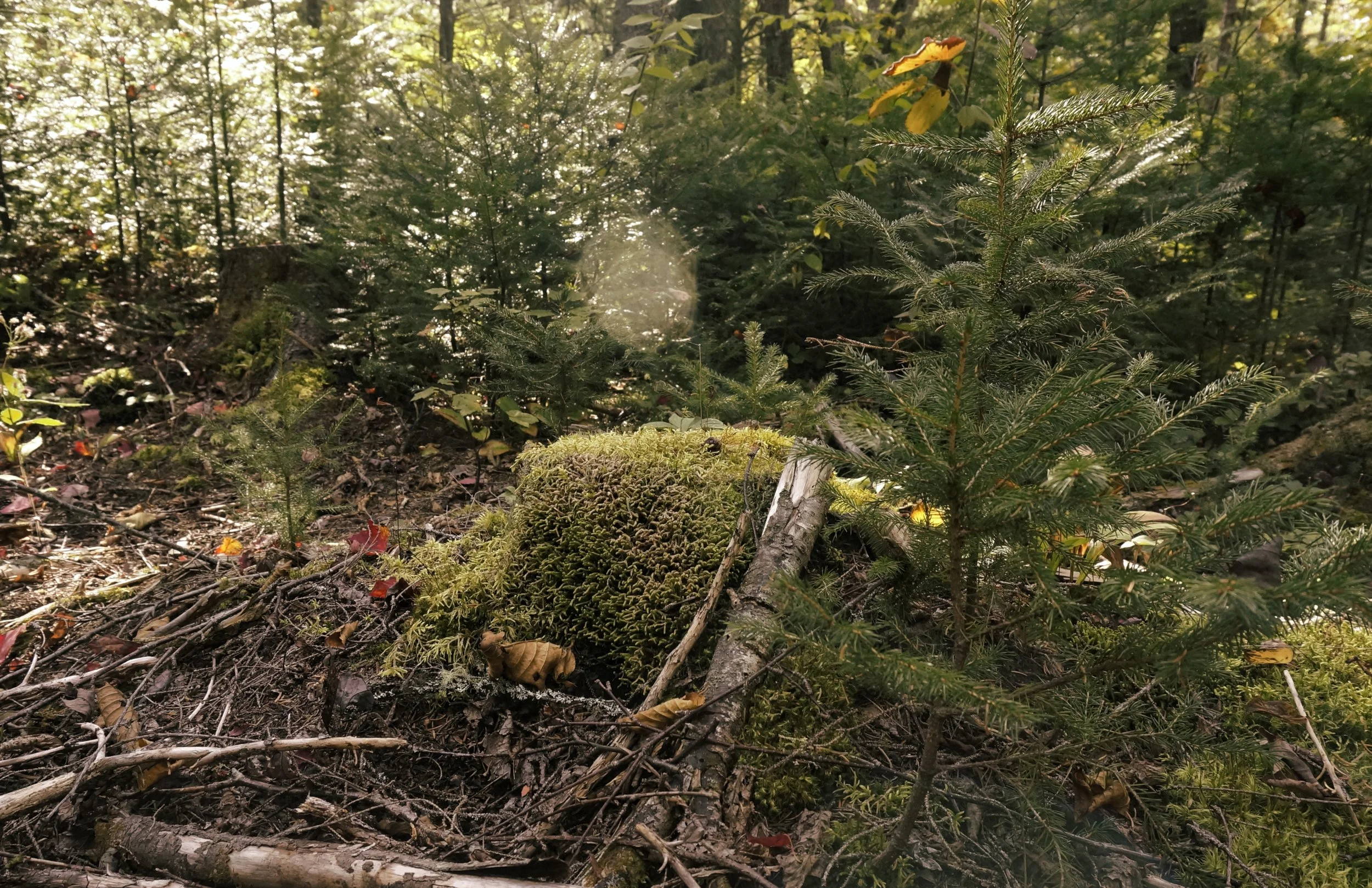 _DSC7057a_old stump and spruce regen.JPG