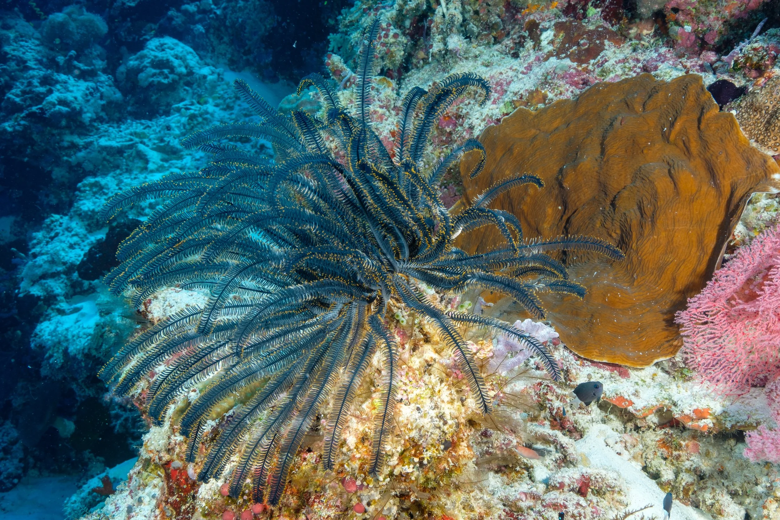 Underwater-169.jpg