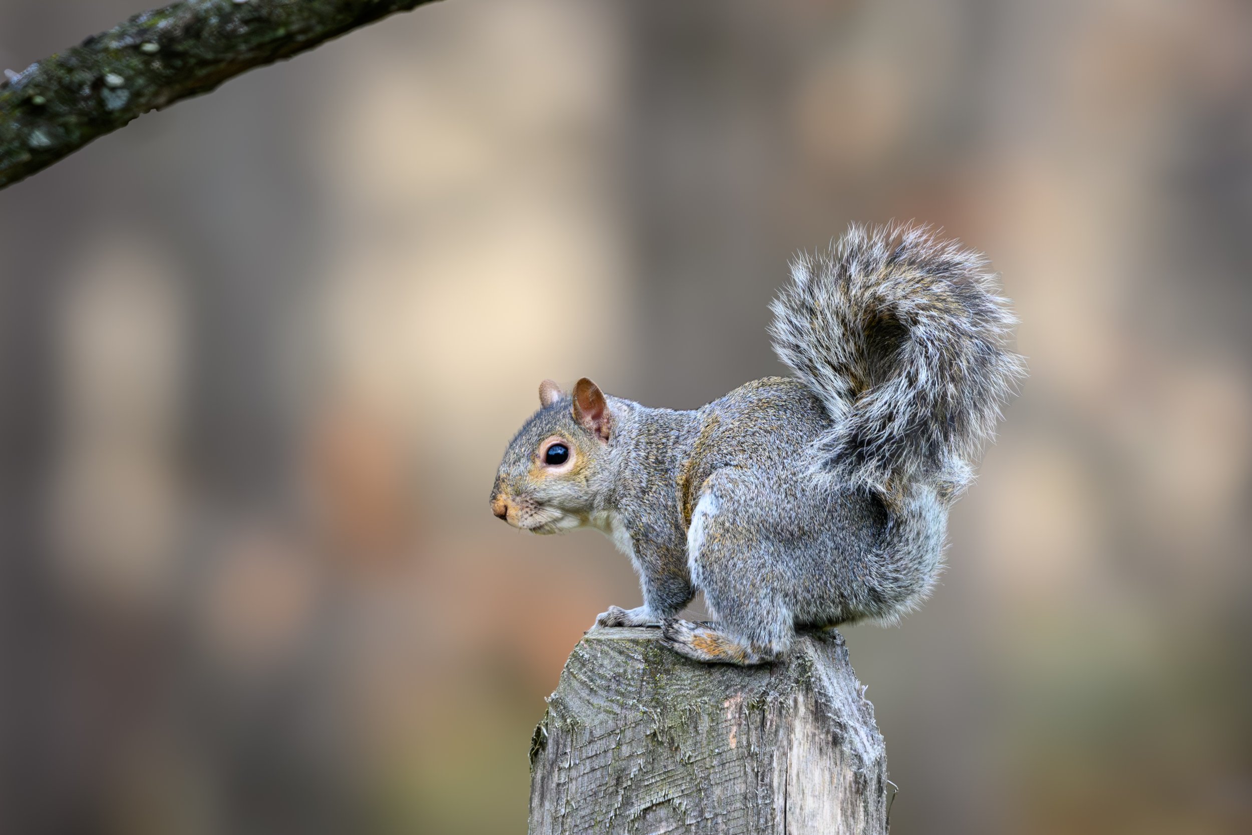 Wildlife-28.jpg