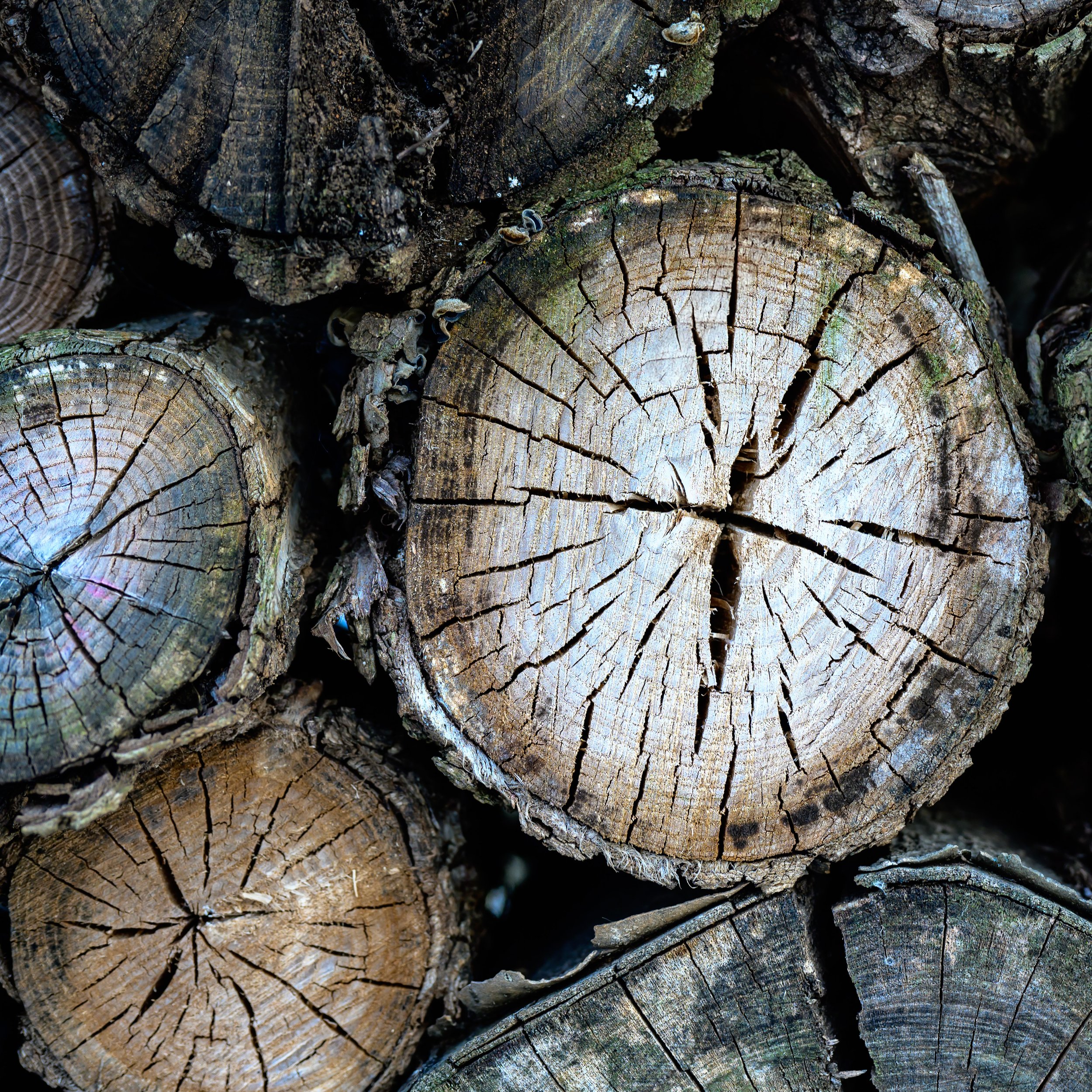 Nature-081.jpg
