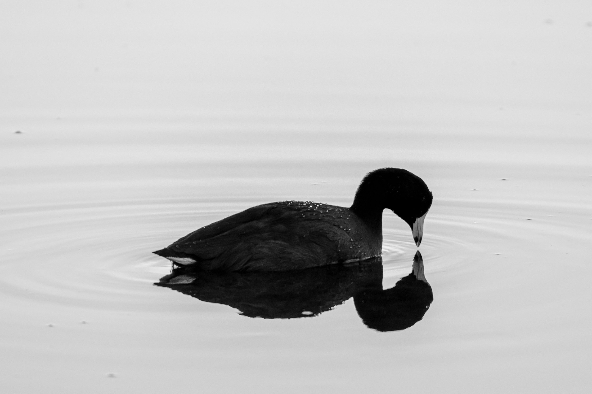 Wildlife-20.jpg