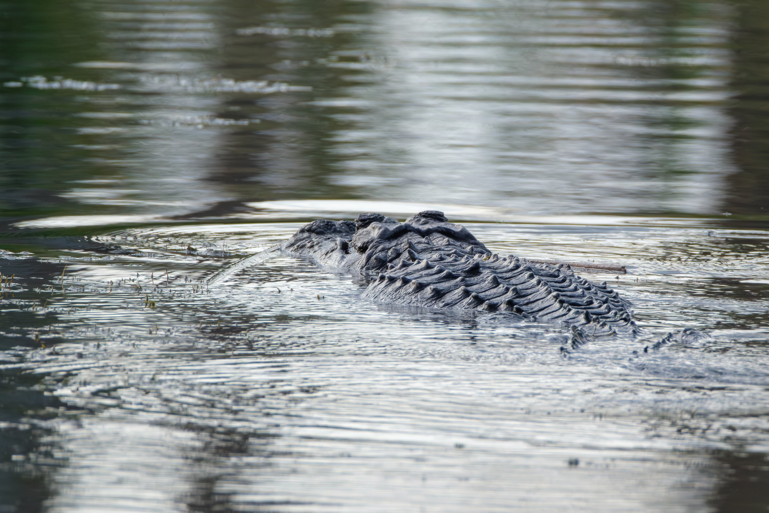 Wildlife-138.jpg