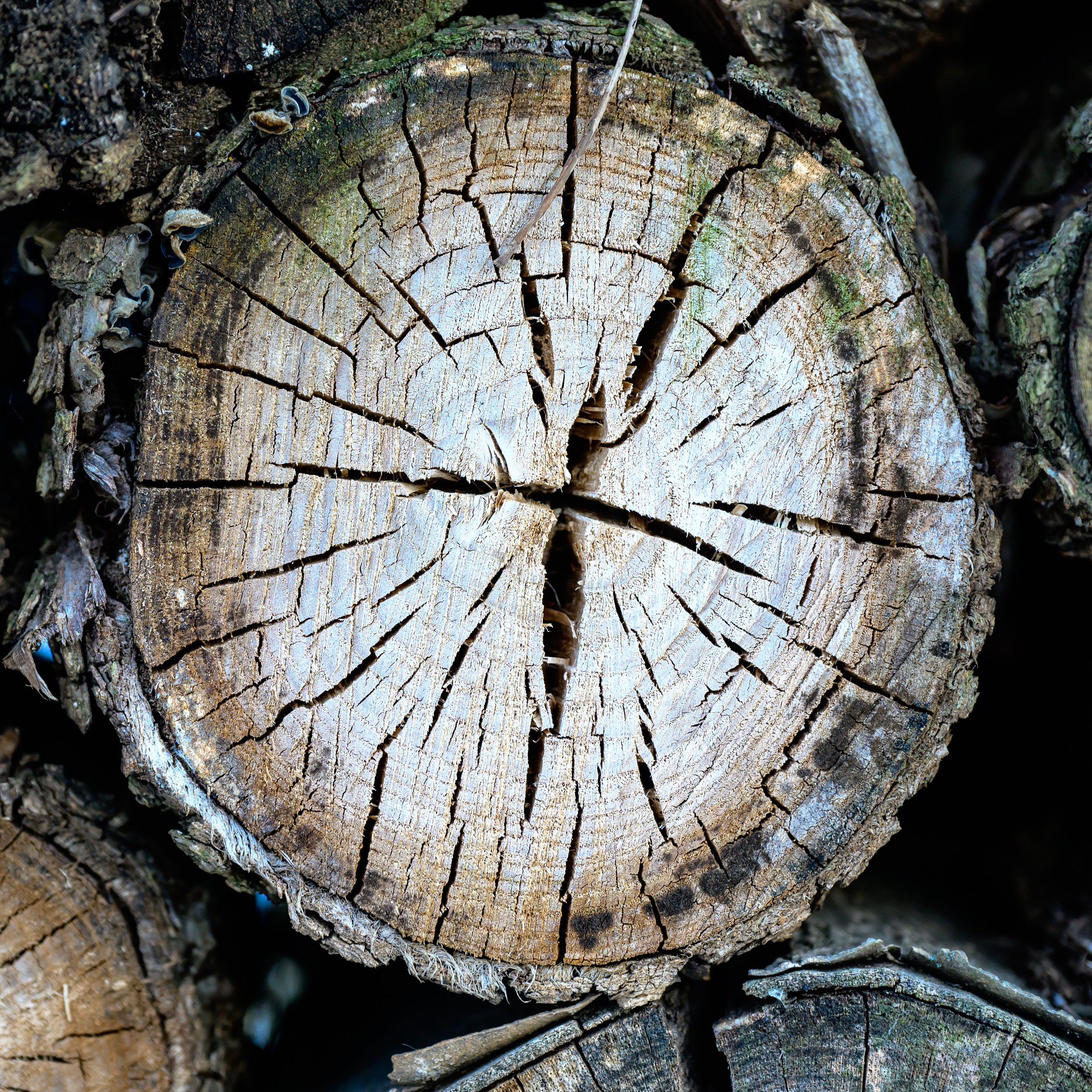 Nature-080.jpg