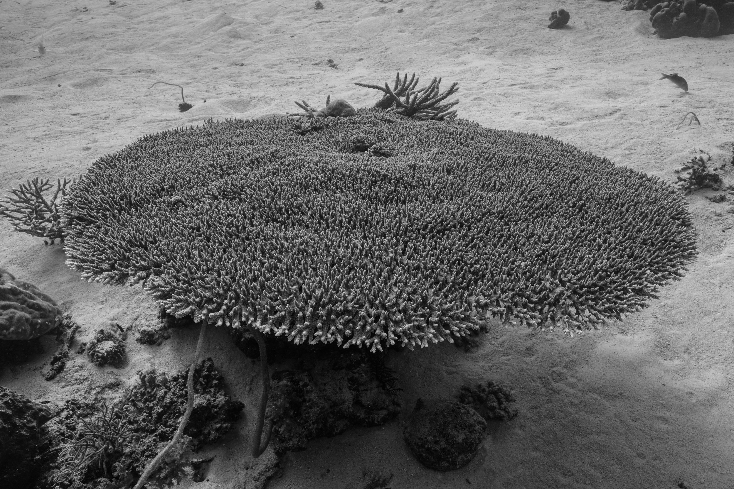 Underwater-164.jpg