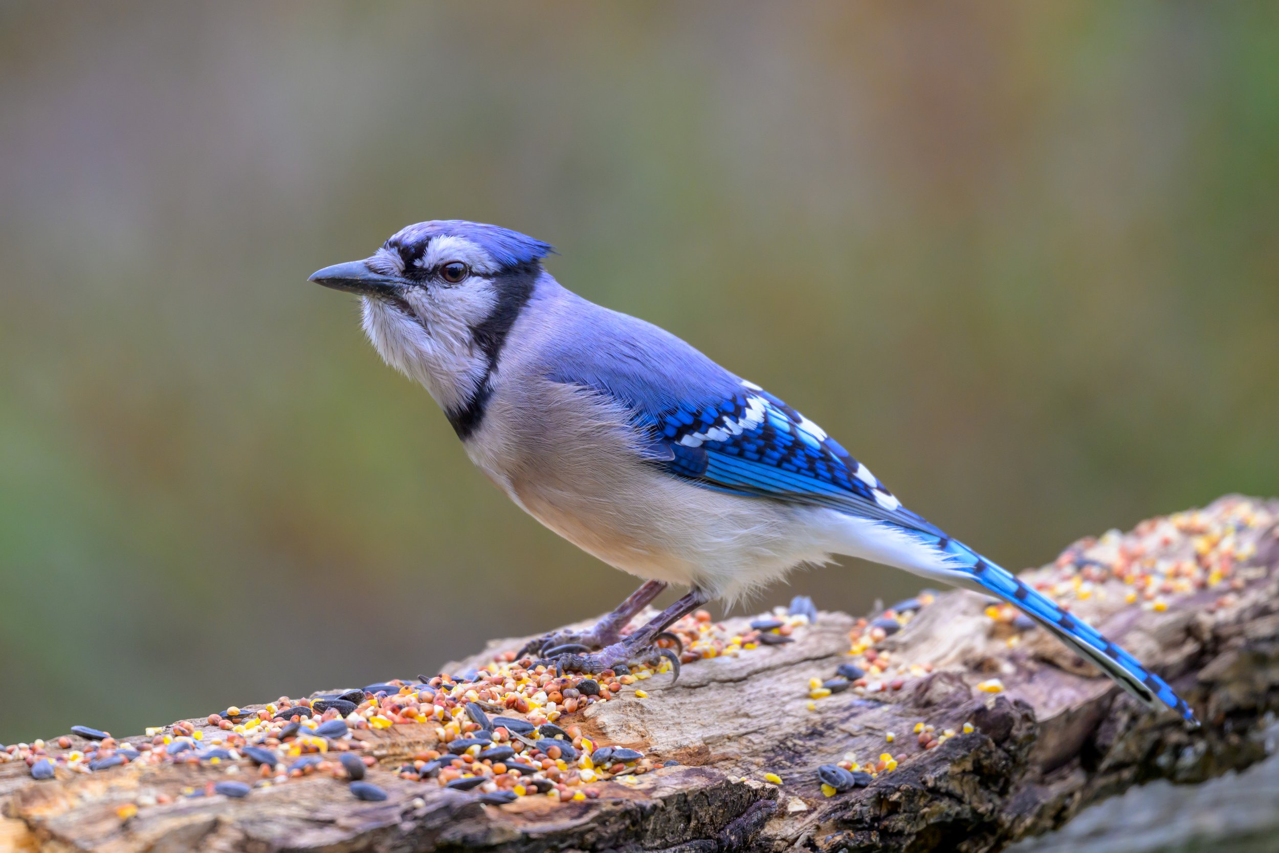 Wildlife-269.jpg