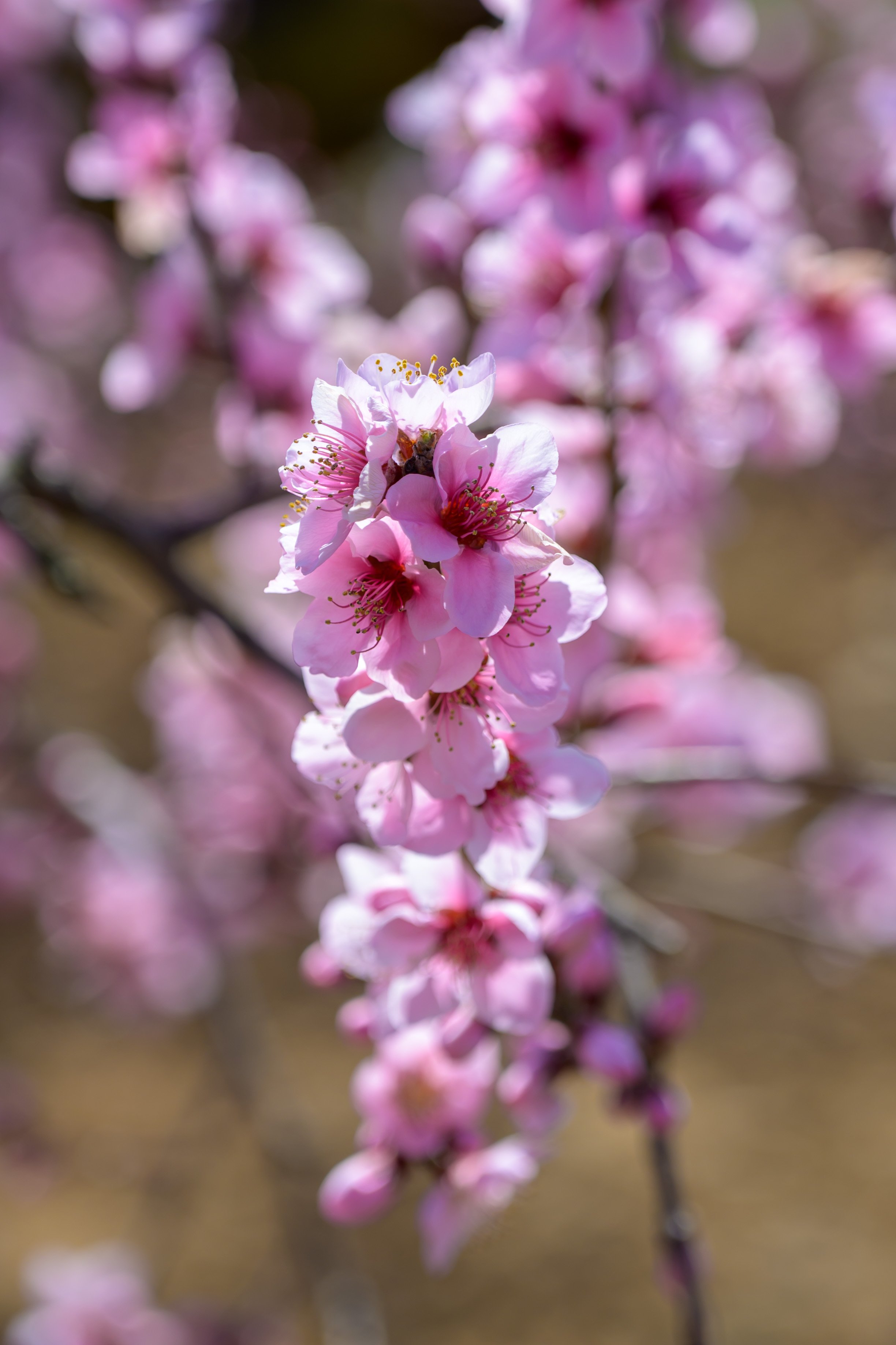 Nature-121.jpg