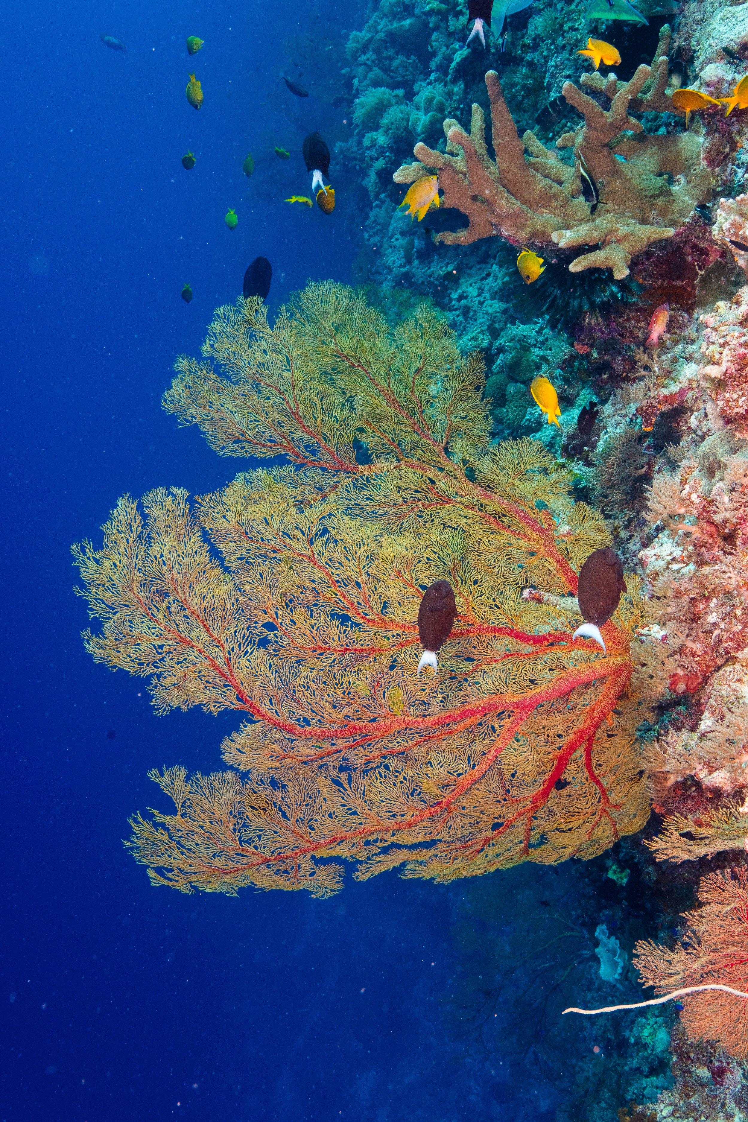 Underwater-196.jpg