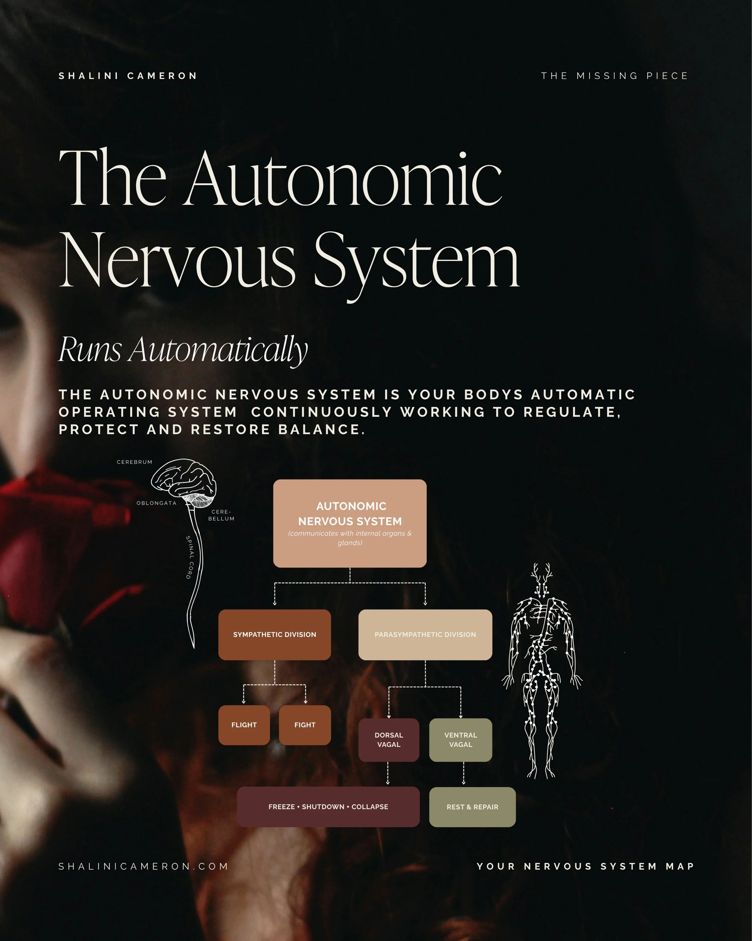 Running beneath every thought, emotion, and reaction &mdash; your nervous system is continuously working to regulate, protect and restore balance.

Understanding your nervous system map,how it work,how your own system works, is the beginning first pi