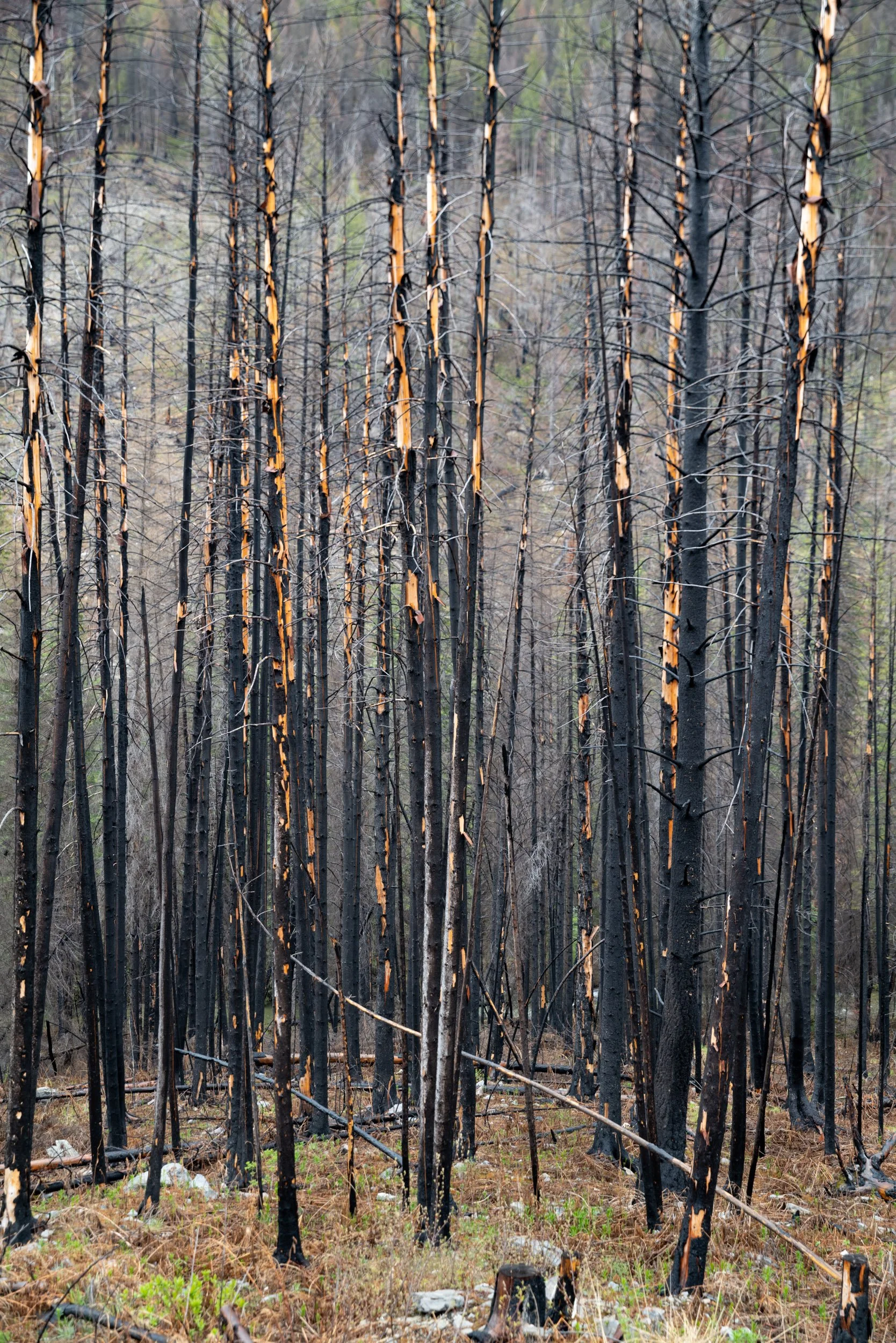 15_Angela Boehm_L1060231-V2-FINALGiving Trees.jpg