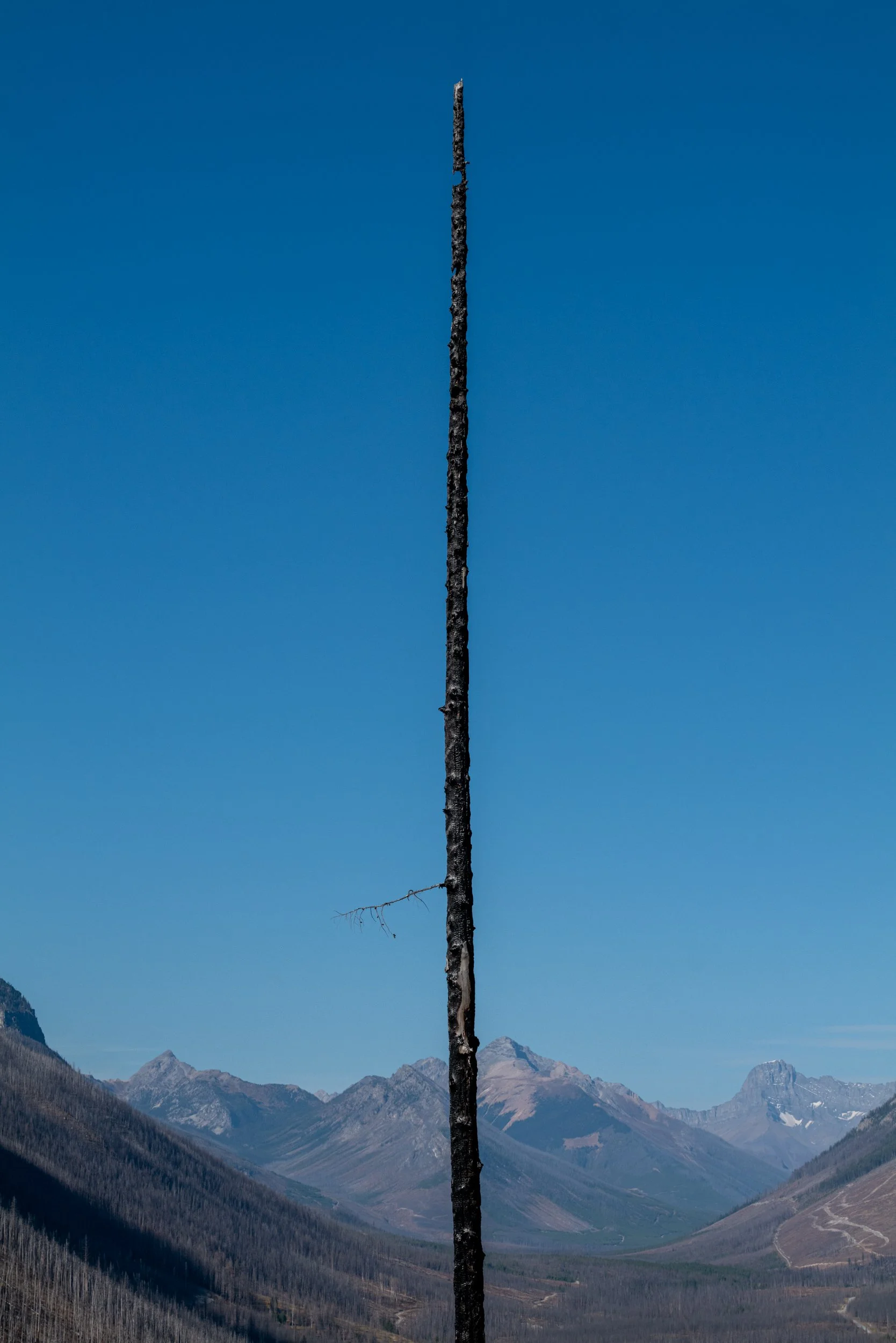 13_Angela Boehm_L1040675Giving Trees.jpg