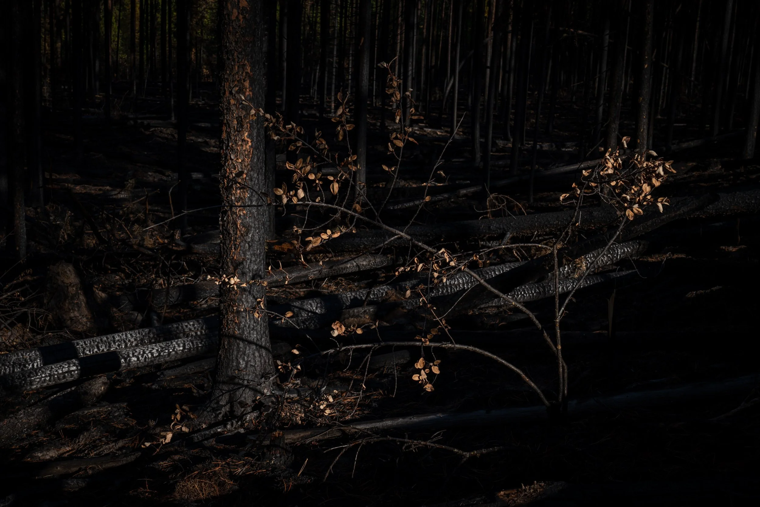 17_Angela Boehm__DSC5936Giving Trees.jpg