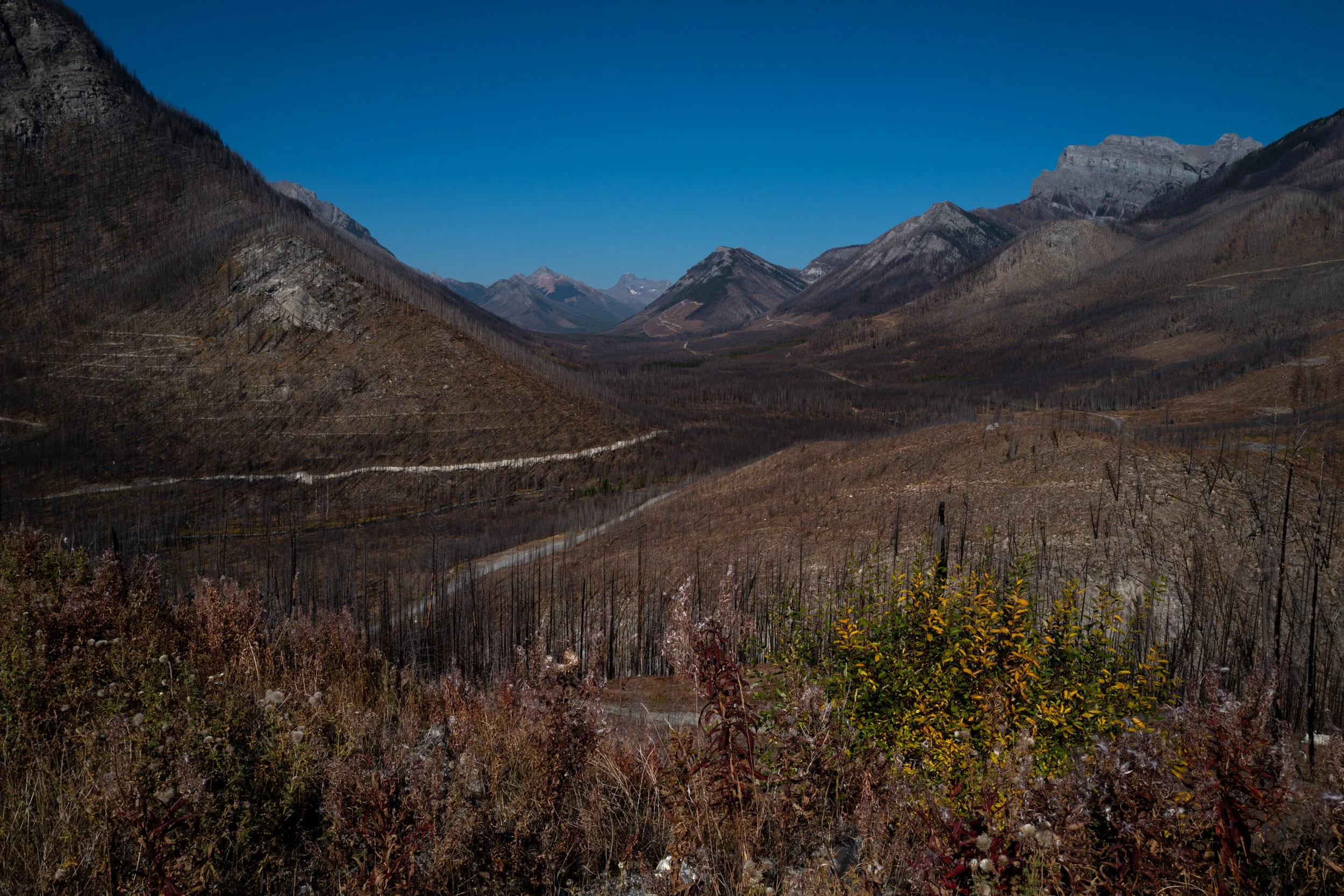 12_Angela Boehm_L1140211Giving Trees.jpg