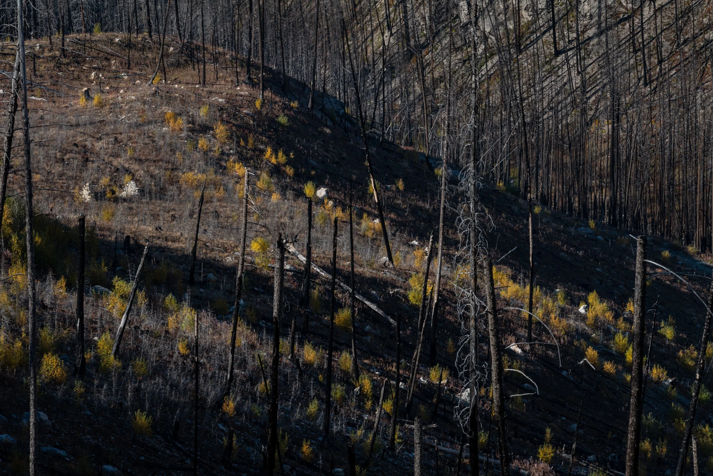 2_Angela Boehm_L1040654Giving Trees.jpg