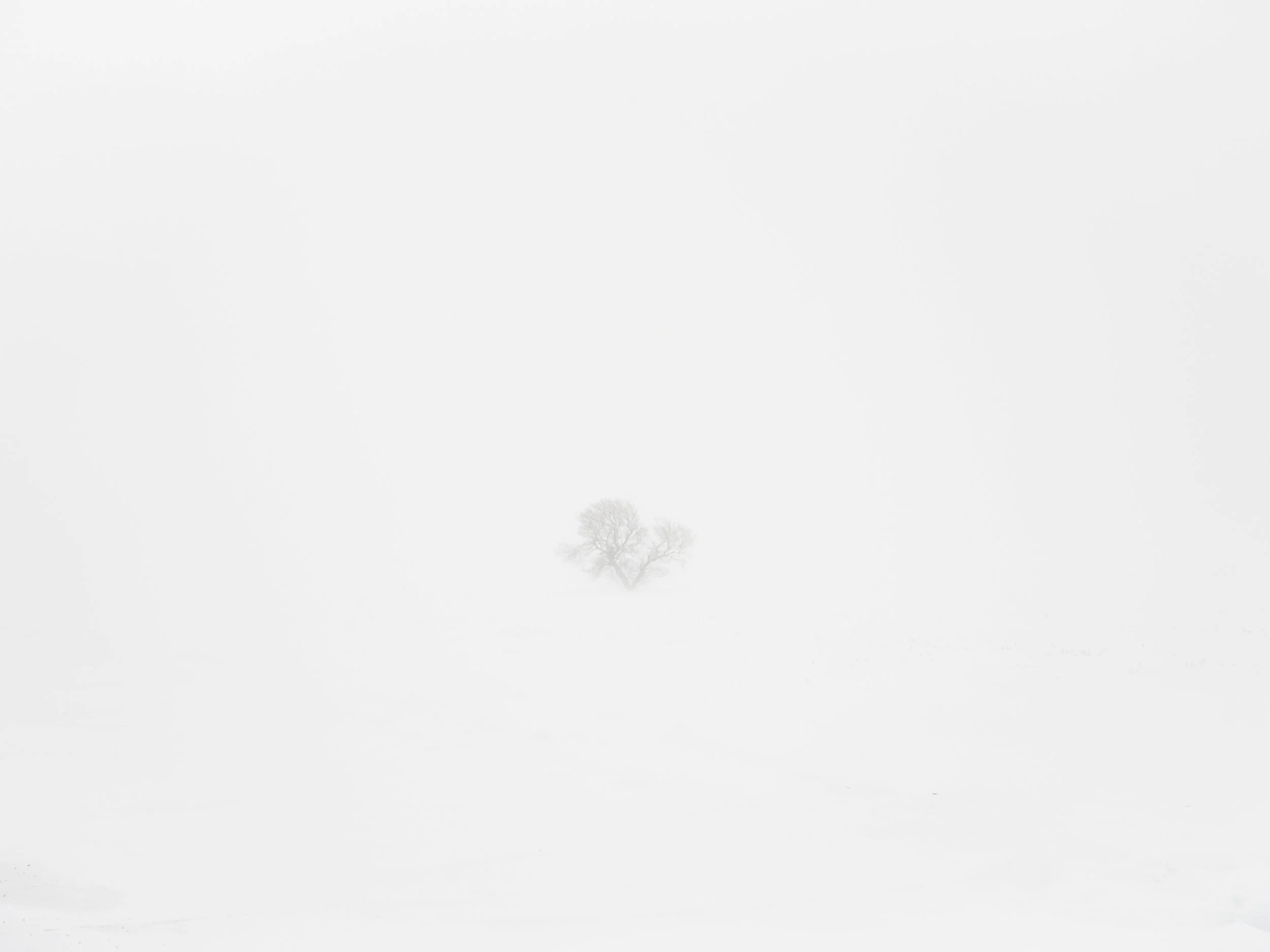 2_Angela Boehm_DSCF1230.jpg