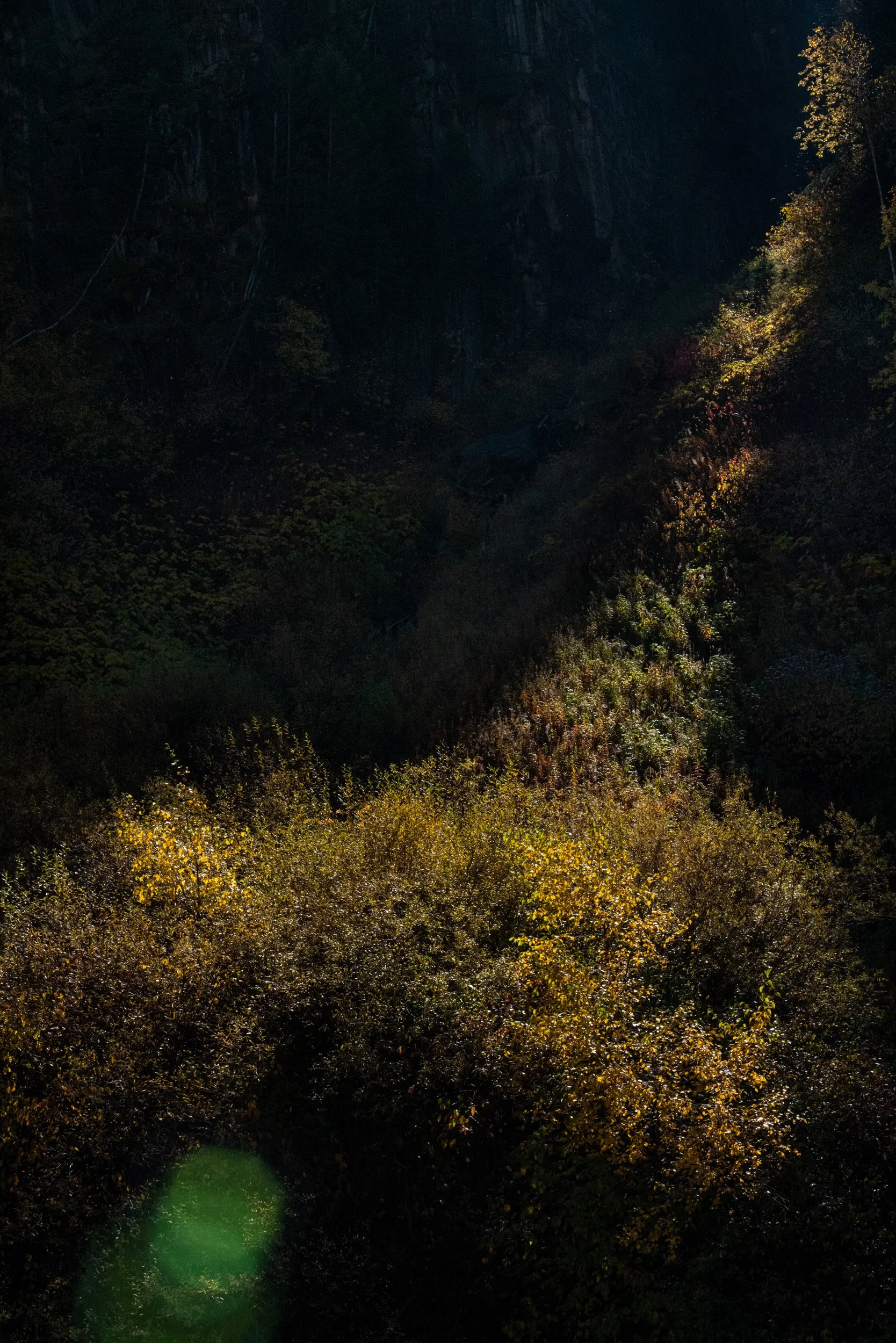 1_Angela Boehm_L1040340Giving Trees.jpg