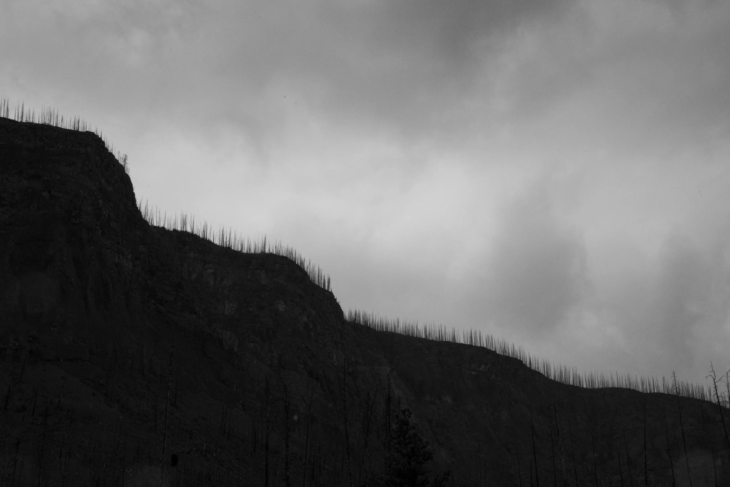 20_Angela Boehm_20200707-_DSC3771Giving Trees.jpg
