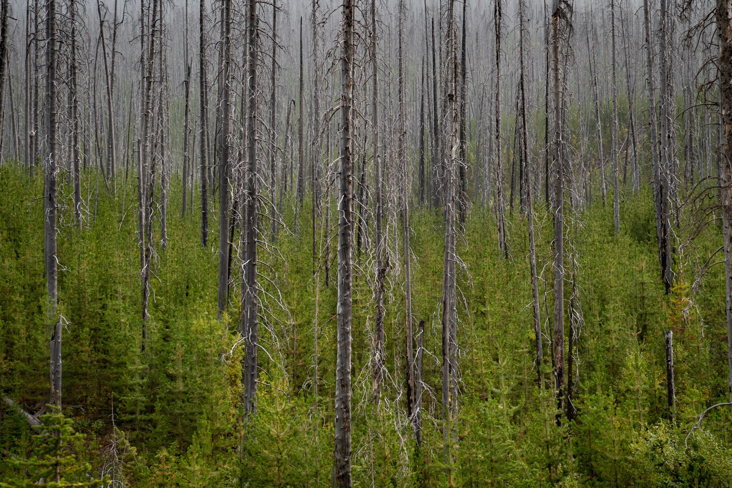 10_Angela Boehm__DSC5758Giving Trees.jpg