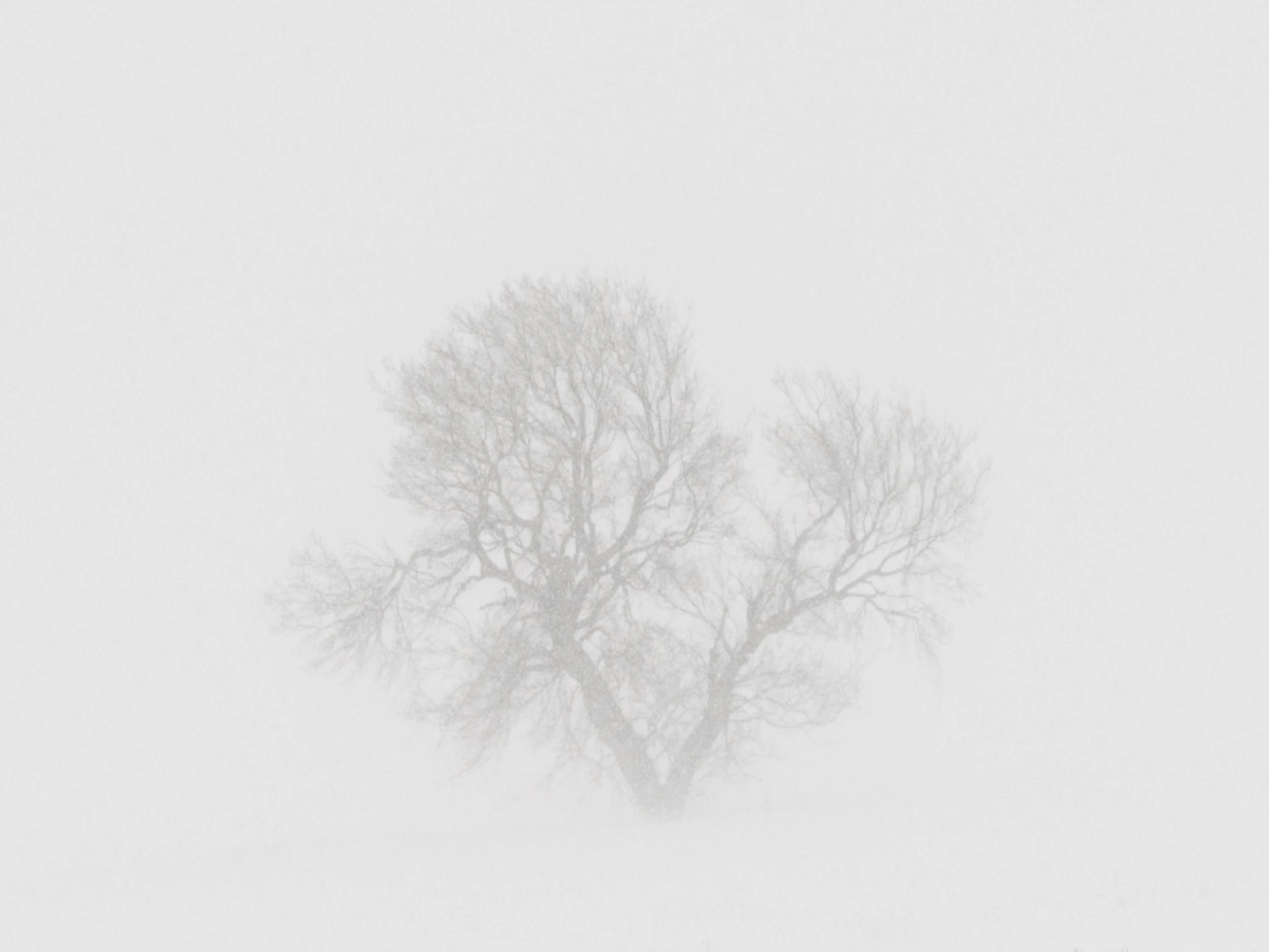 7_Angela Boehm_DSCF1230.jpg