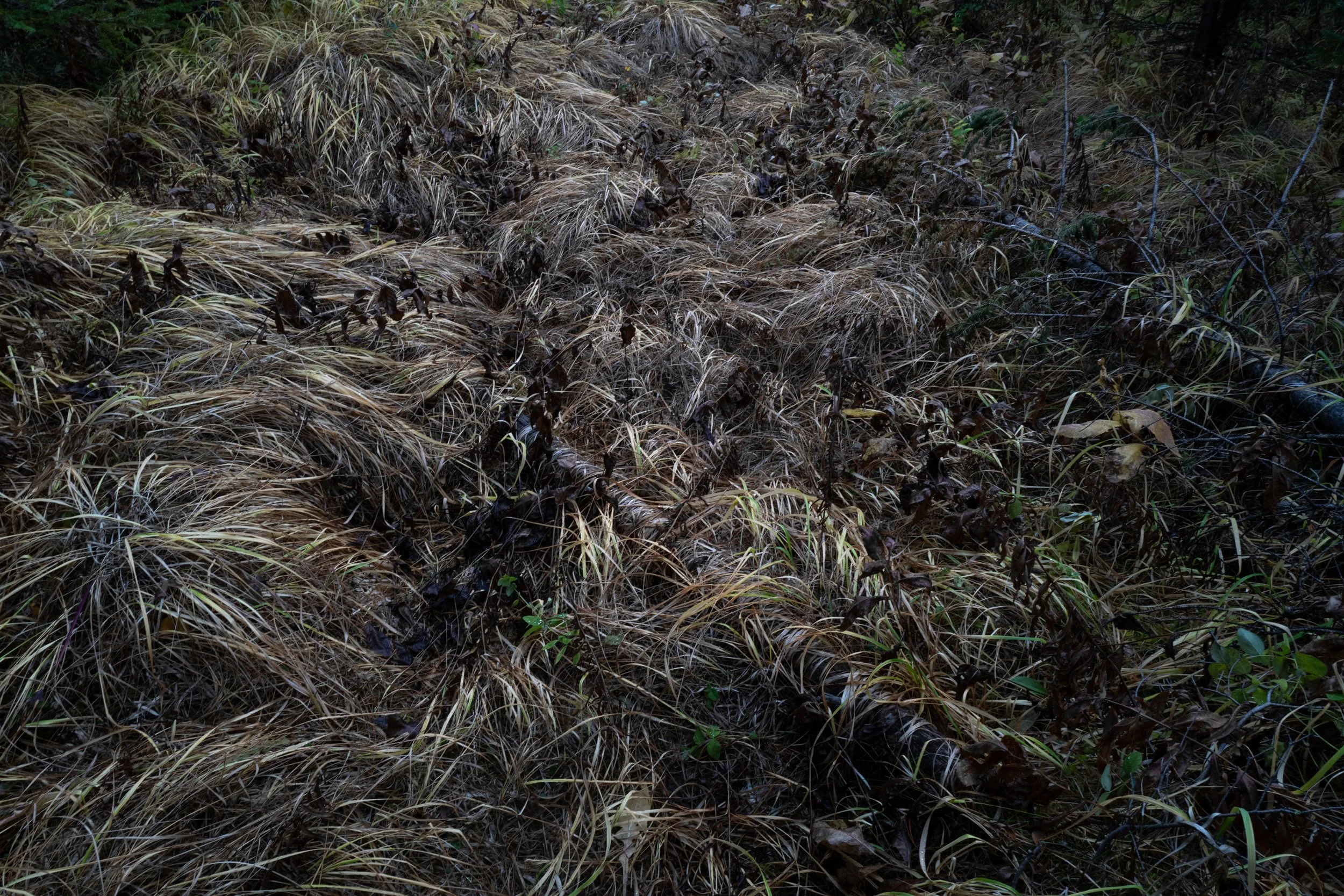 9_Angela Boehm_L1140566Giving Trees.jpg