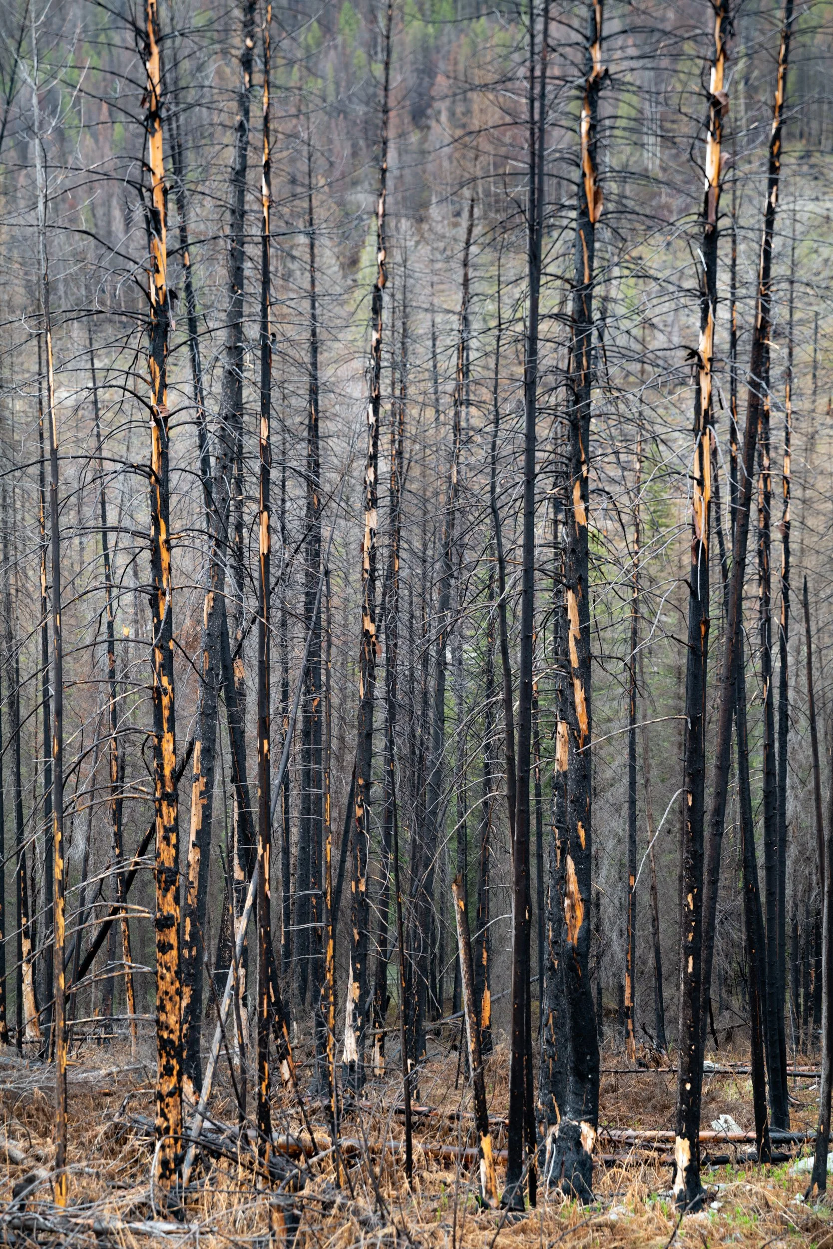 16_Angela Boehm_L1060232-V5-FINALGiving Trees.jpg